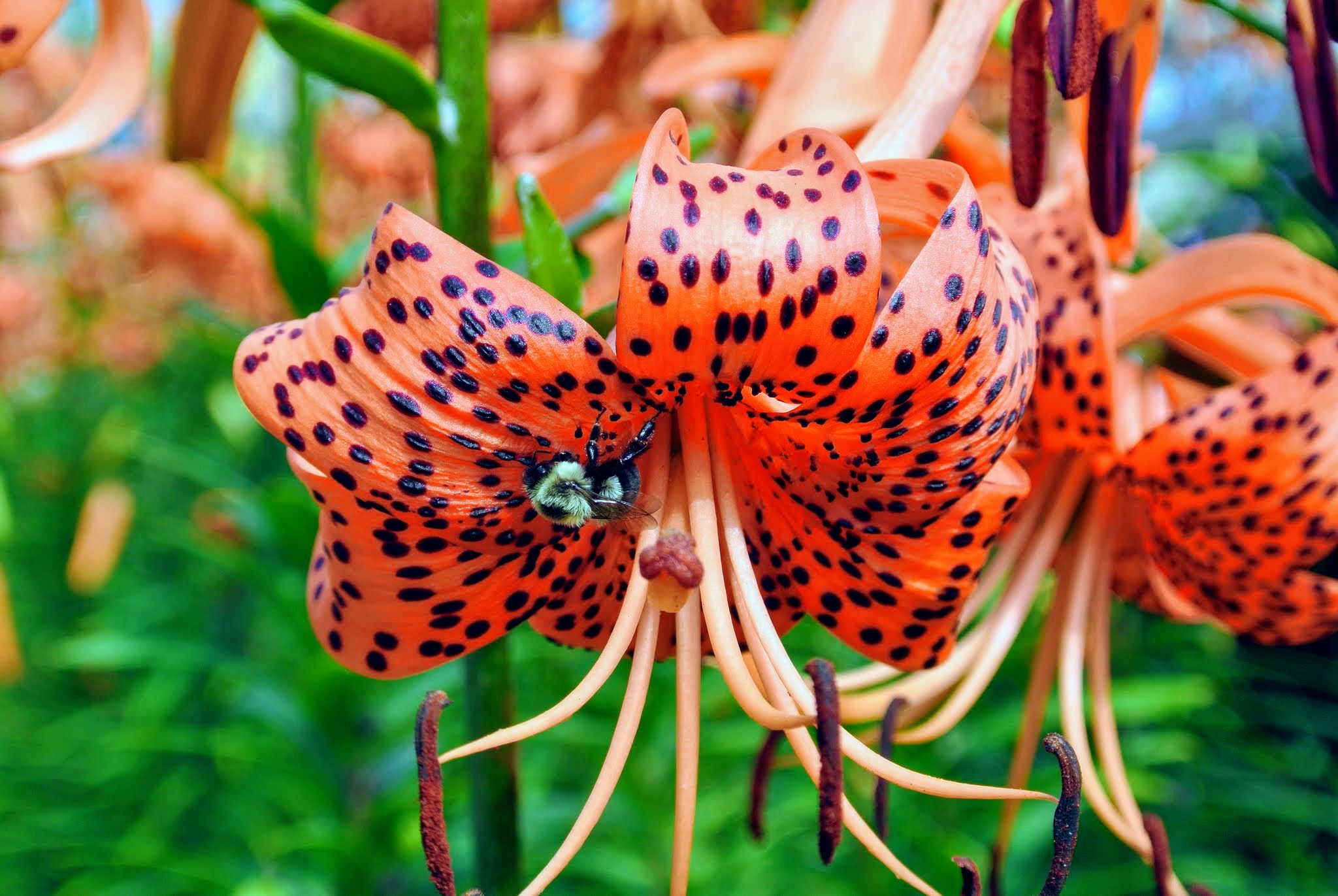 Blooming Tiger Lilies Along My Winding Pergola The Martha Stewart Blog