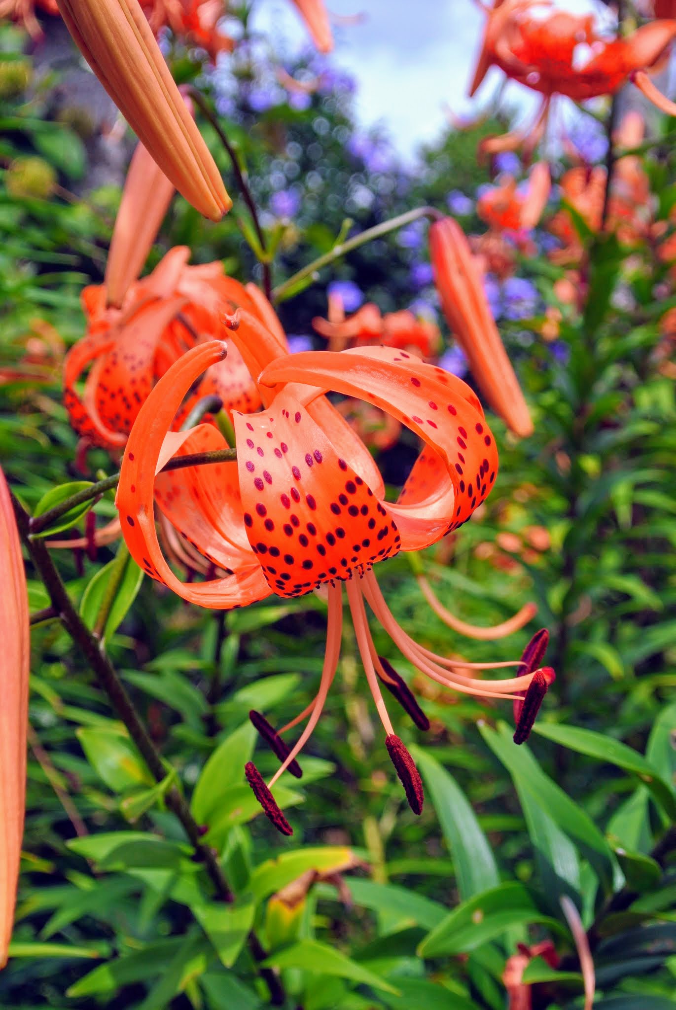 Blooming Tiger Lilies Along My Winding Pergola The Martha Stewart Blog