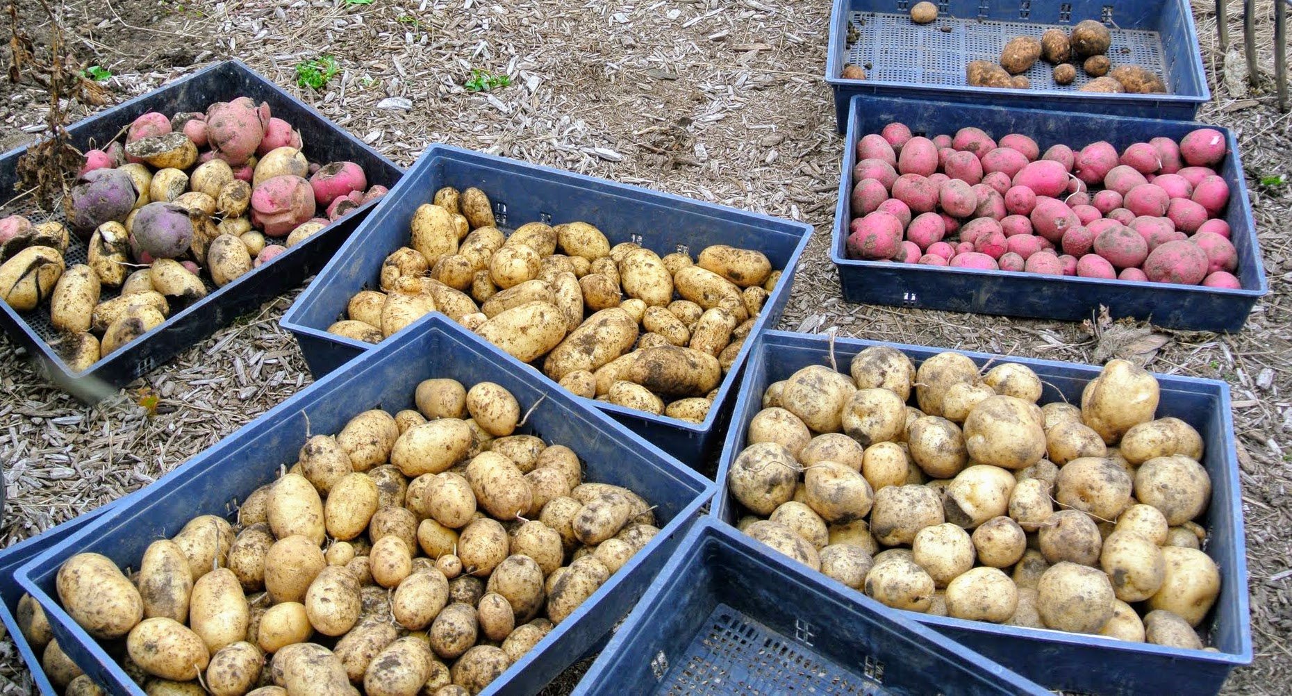 Picking Potatoes at the Farm The Martha Stewart Blog