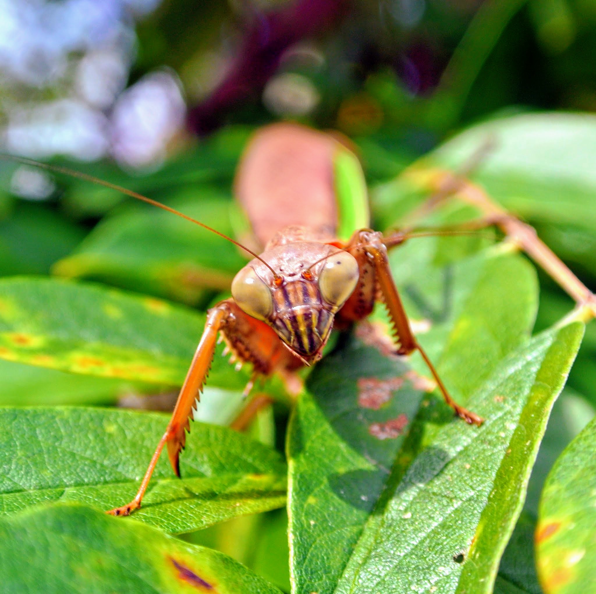 Praying Mantis Eating Flowers Best Flower Site