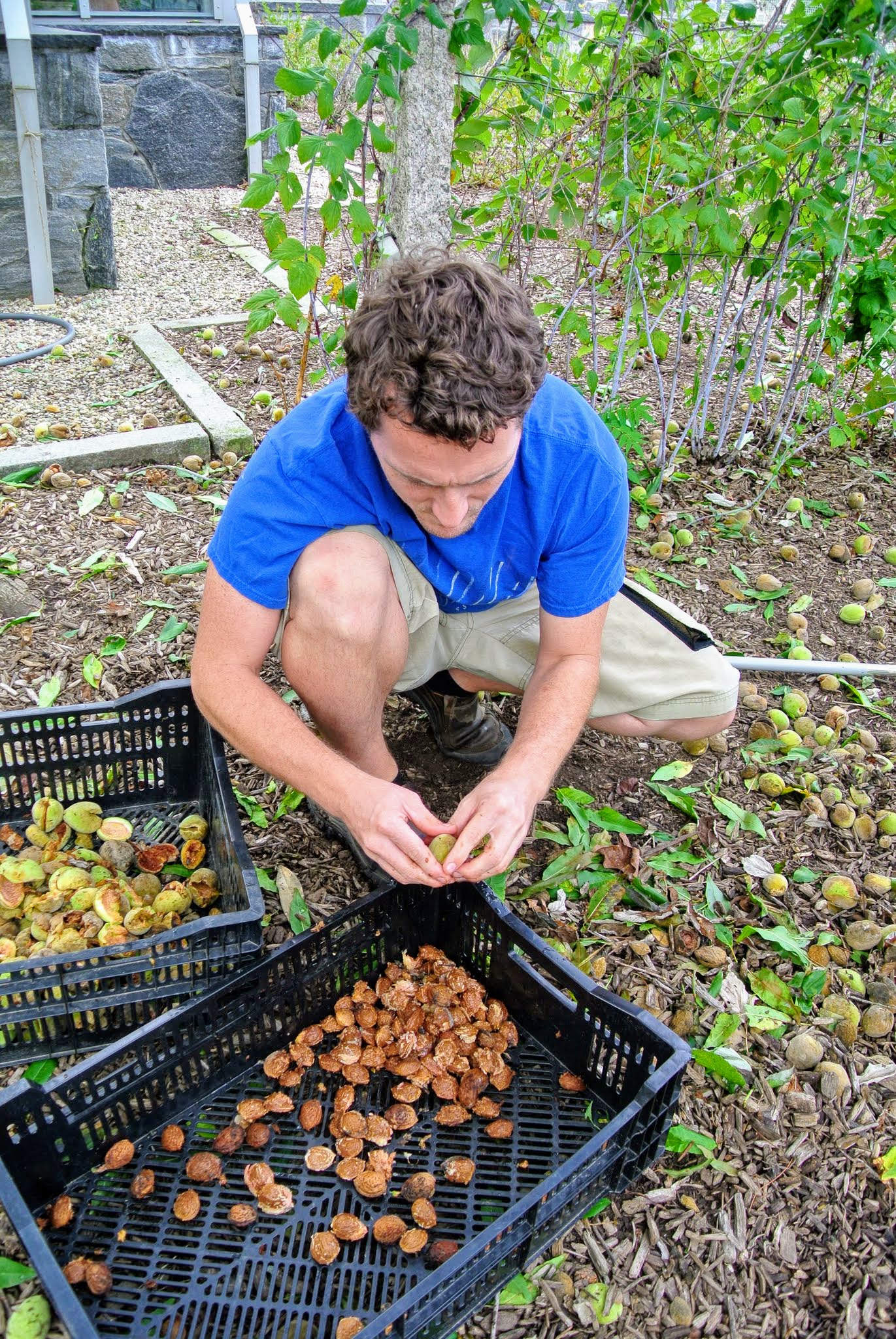 Harvesting Almonds The Martha Stewart Blog
