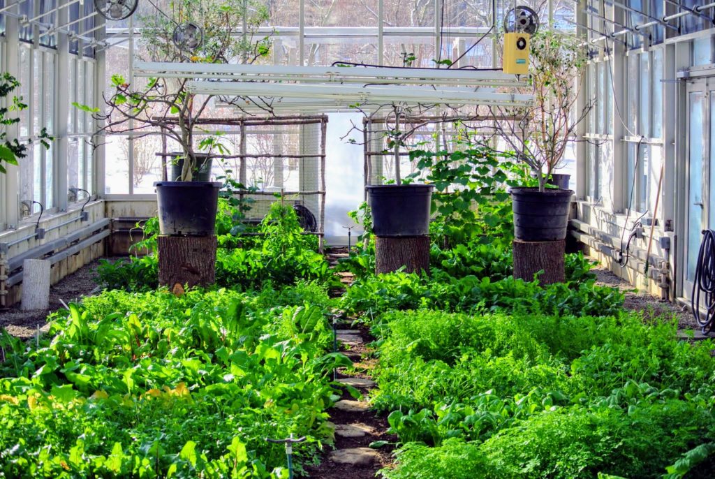 A Visit to My Vegetable Greenhouse The Martha Stewart Blog