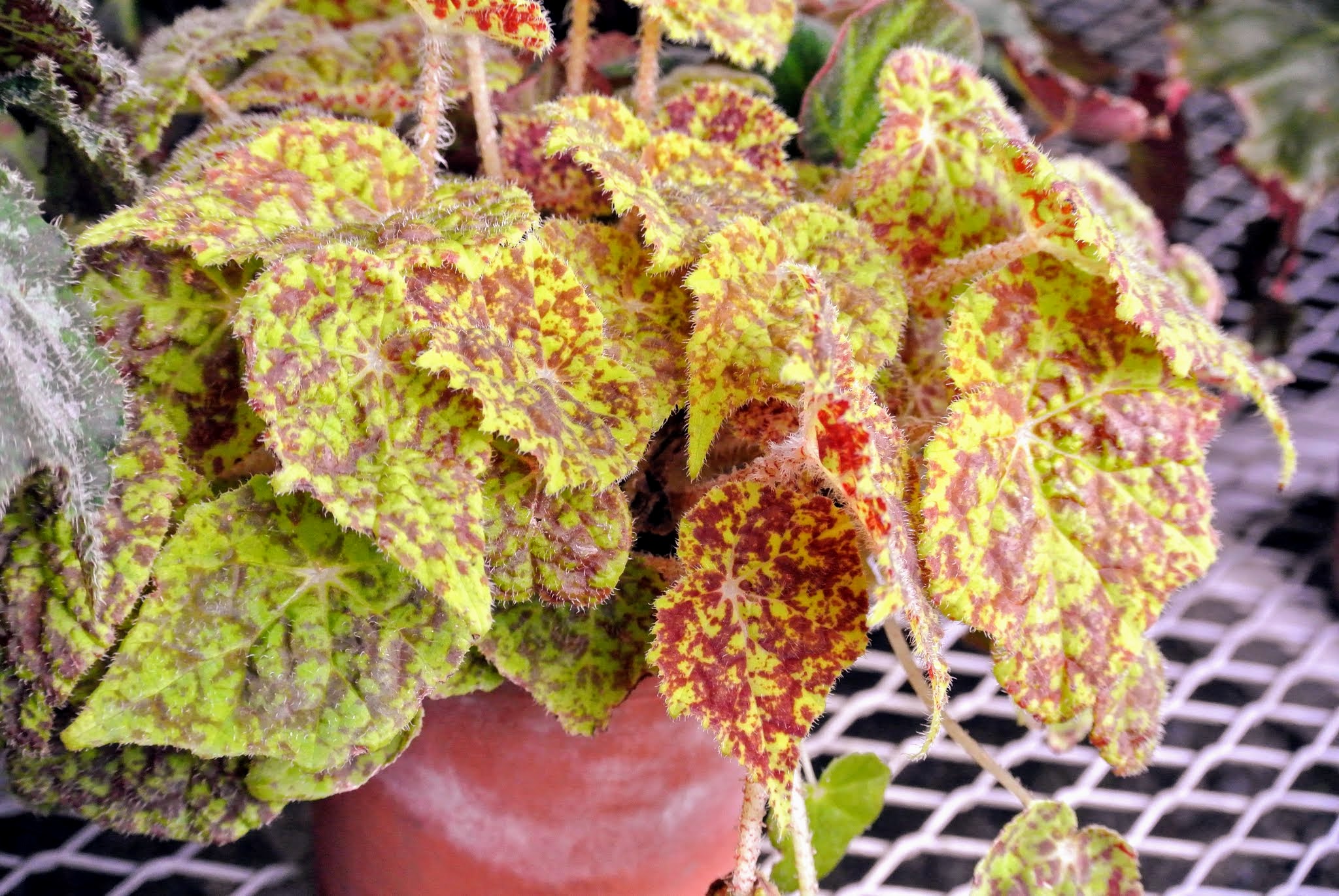 The Begonias in My Greenhouse The Martha Stewart Blog
