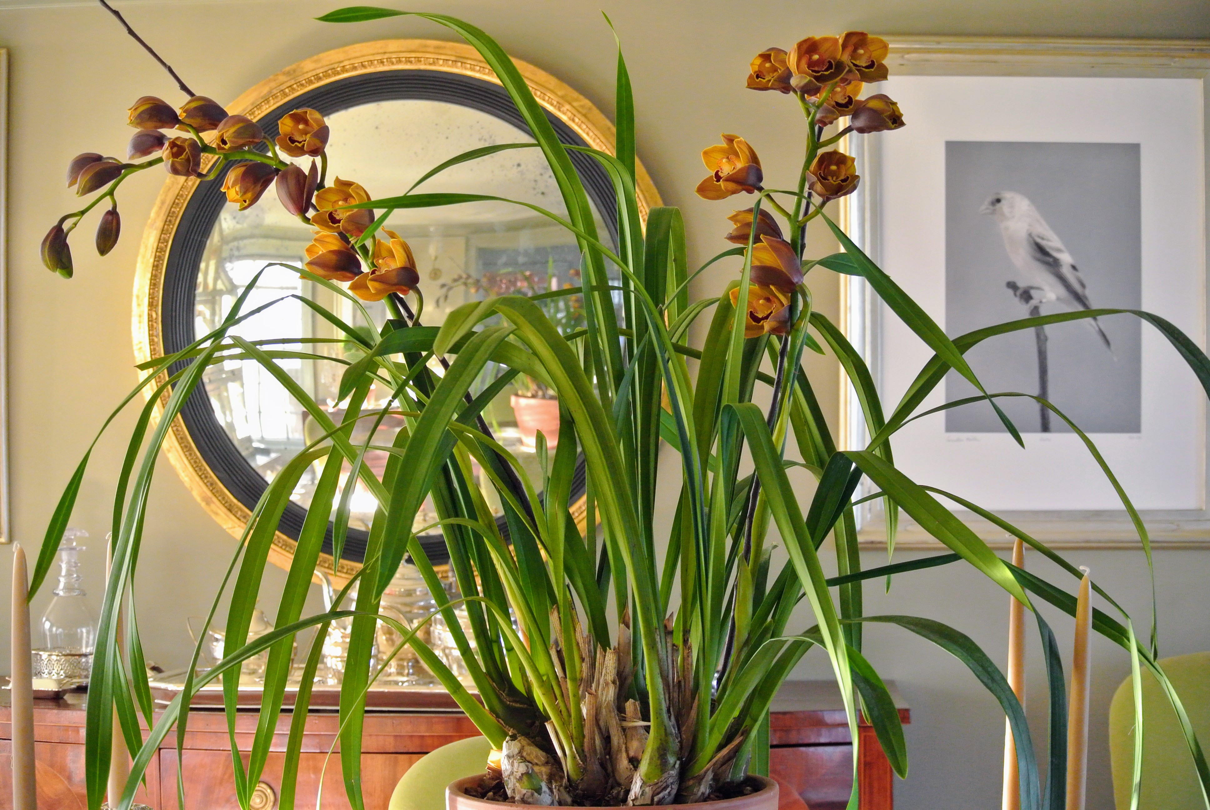 Decorating with Orchids in My Home The Martha Stewart Blog
