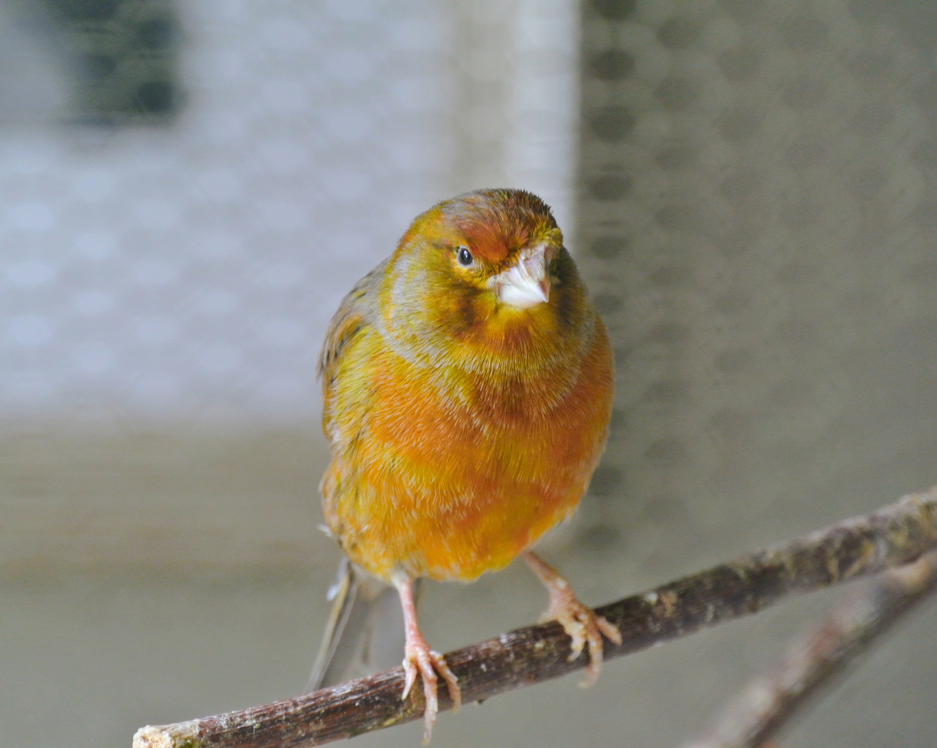 A Visit with My Beautiful Canaries The Martha Stewart Blog