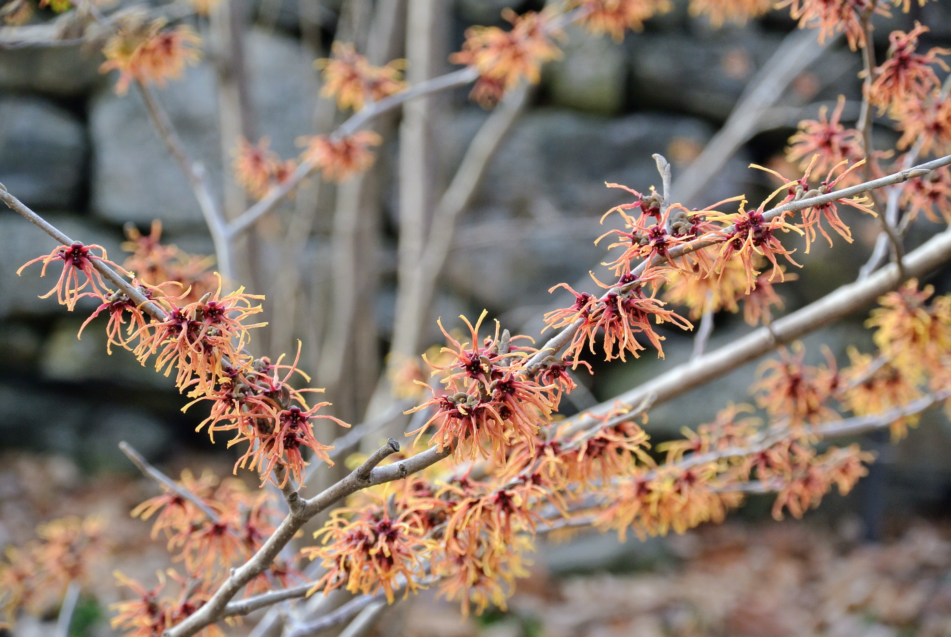Blooming Witch Hazel The Martha Stewart Blog