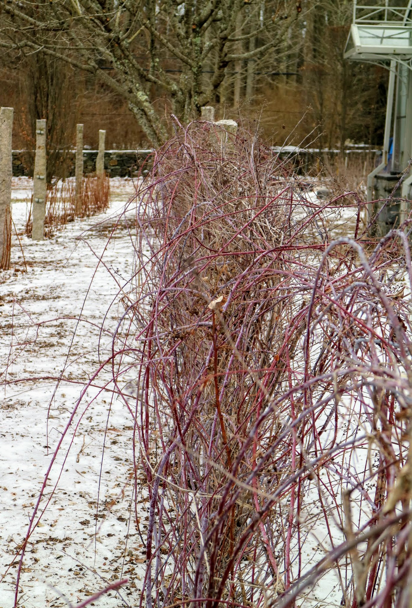 Pruning My Black Raspberry Bushes The Martha Stewart Blog