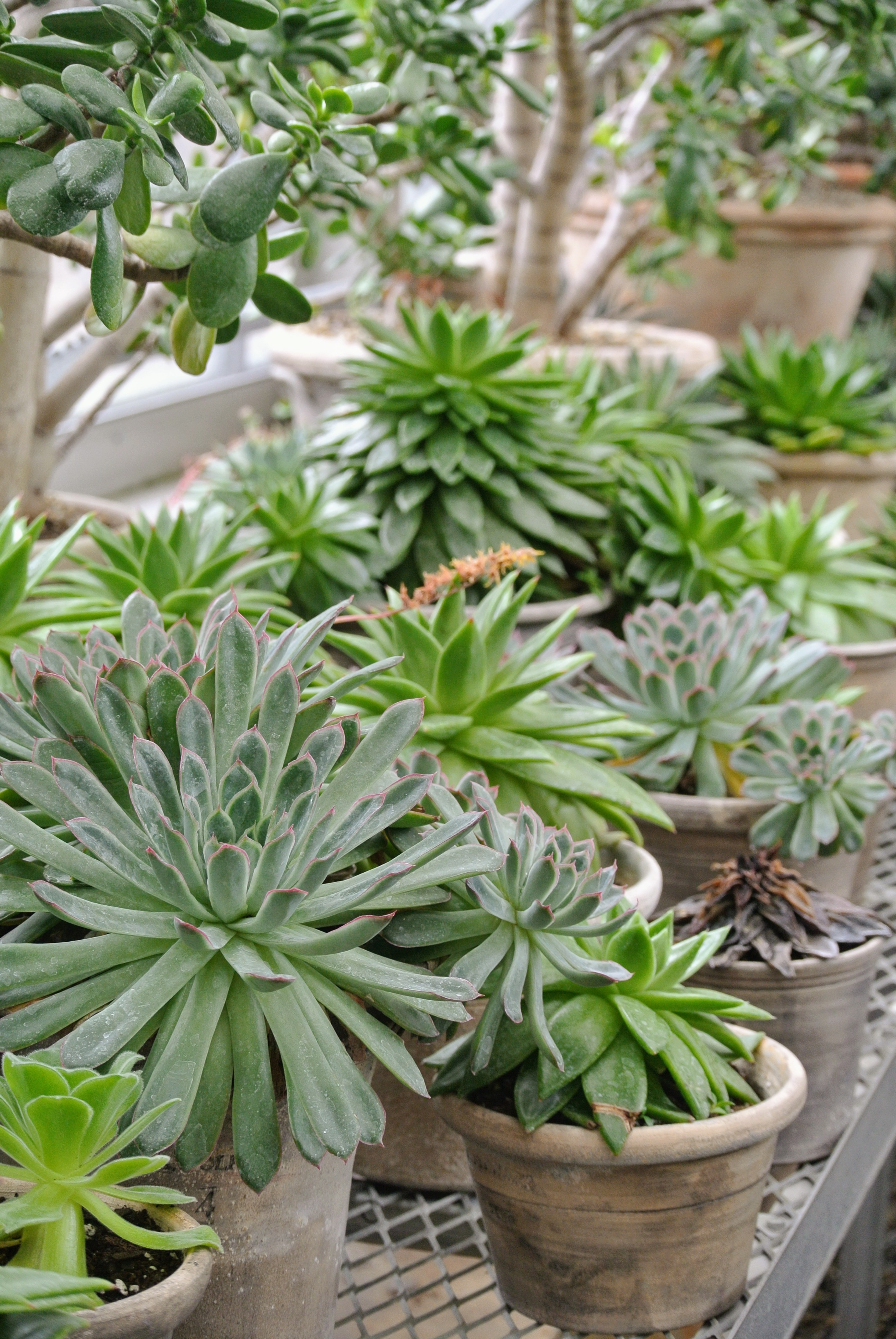 Succulents in the Greenhouse The Martha Stewart Blog