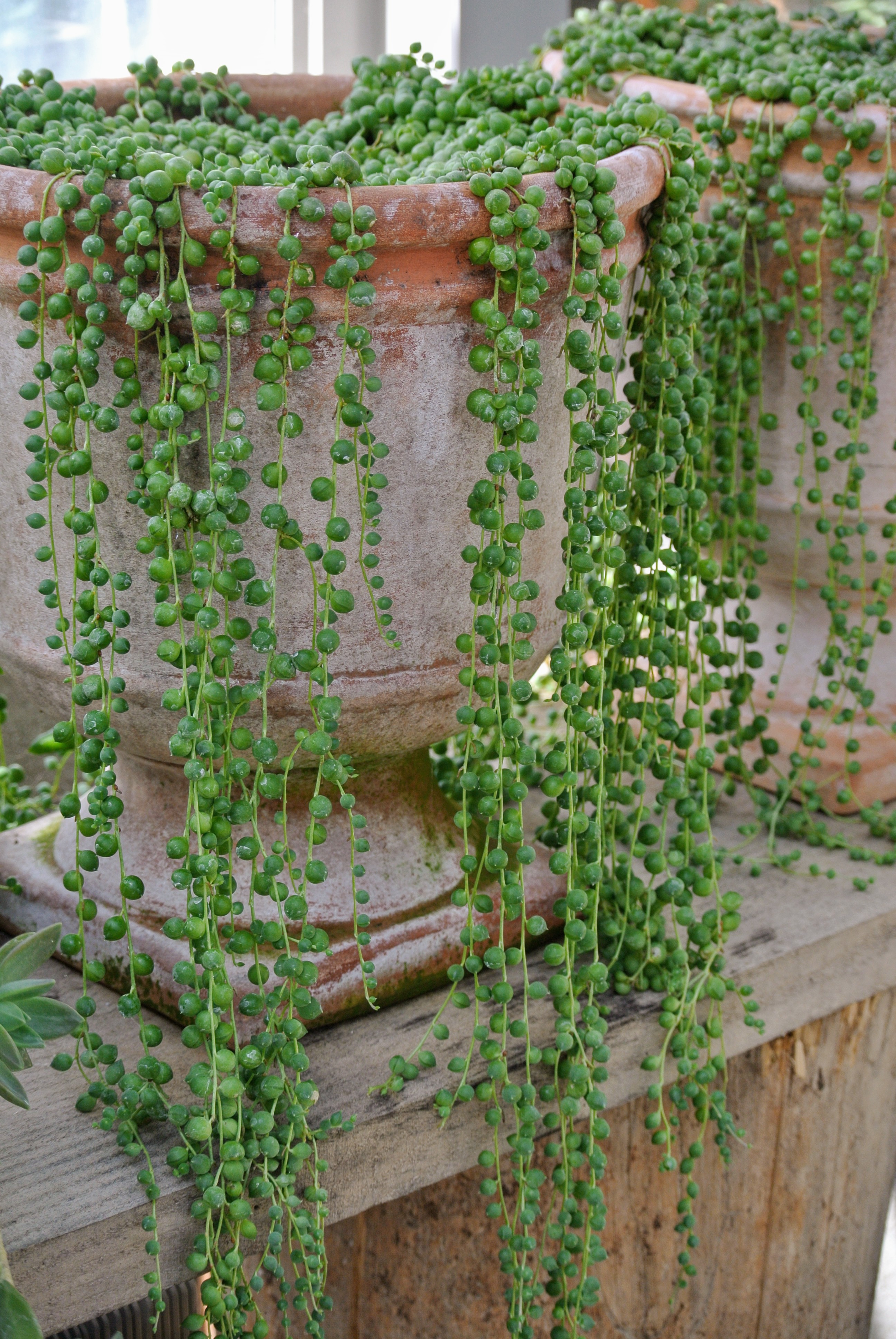 Plants That Grow Like Vines at Jason Allen blog