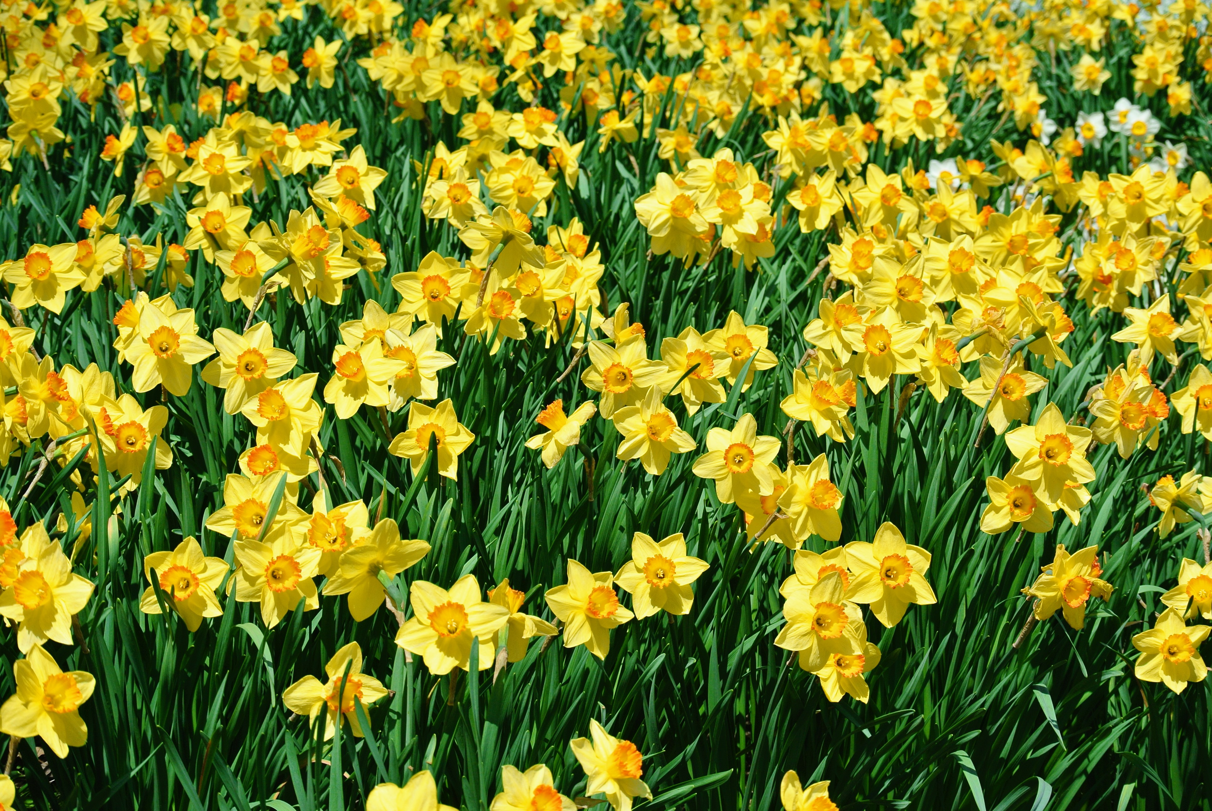 This Year's Blooming Daffodil Border The Martha Stewart Blog