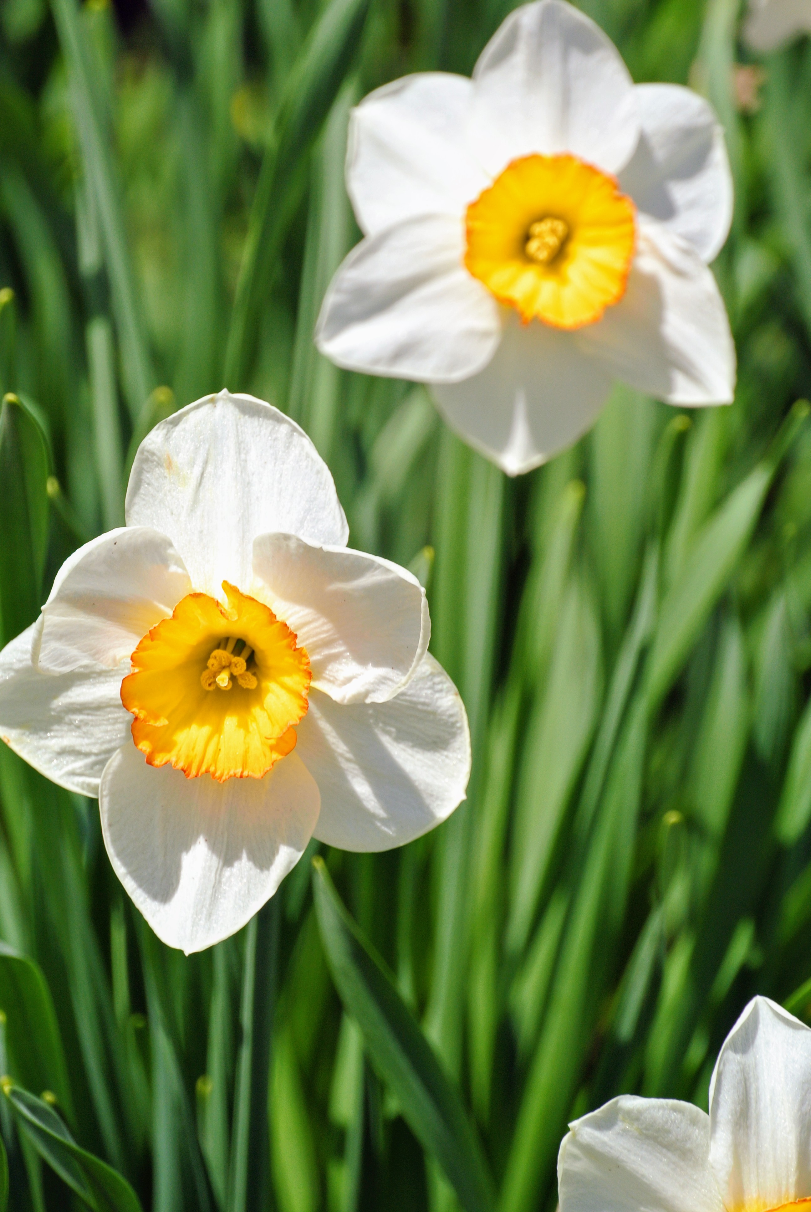 This Year's Blooming Daffodil Border The Martha Stewart Blog