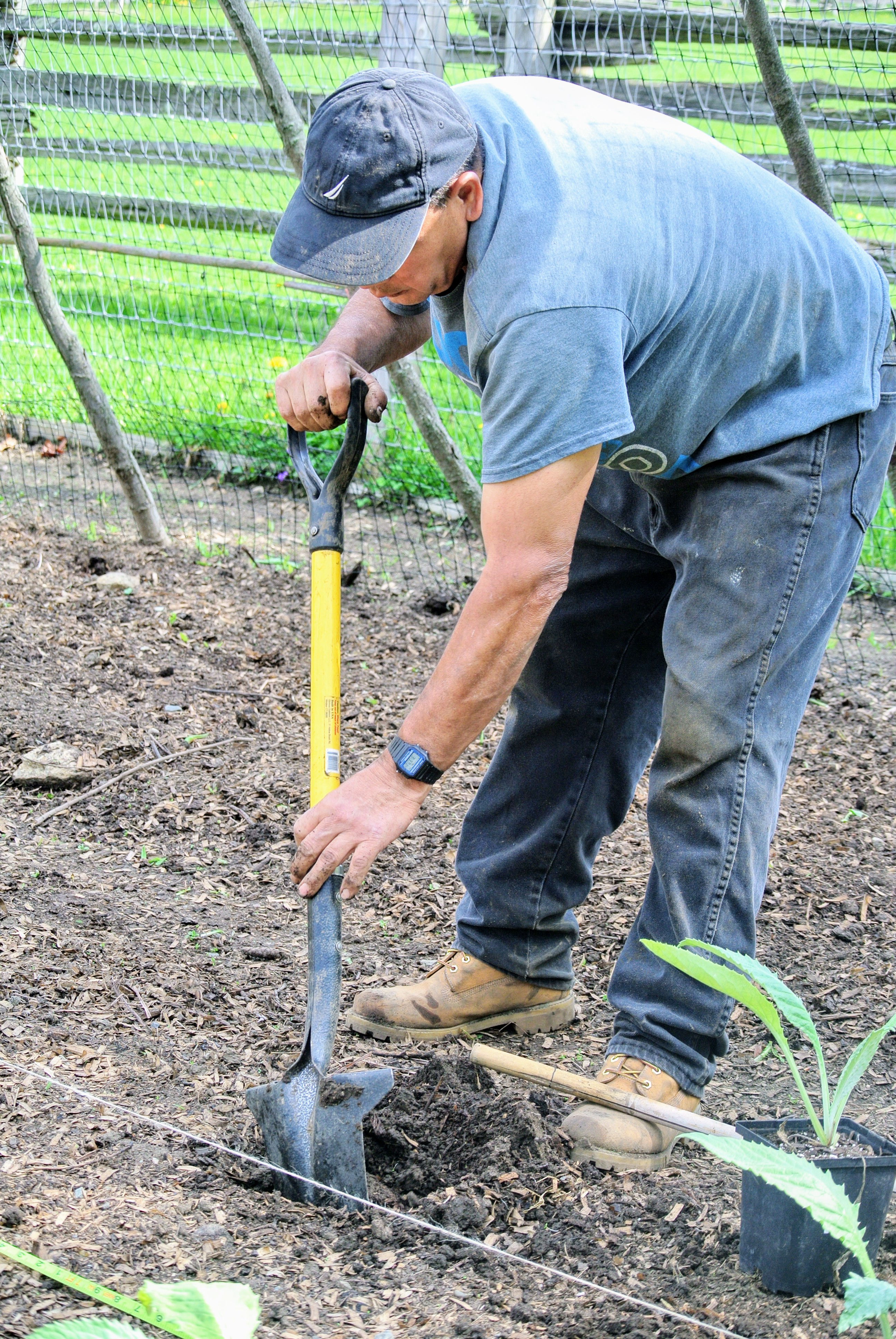 Planting Artichokes and Brassicas in the Vegetable Garden The Martha