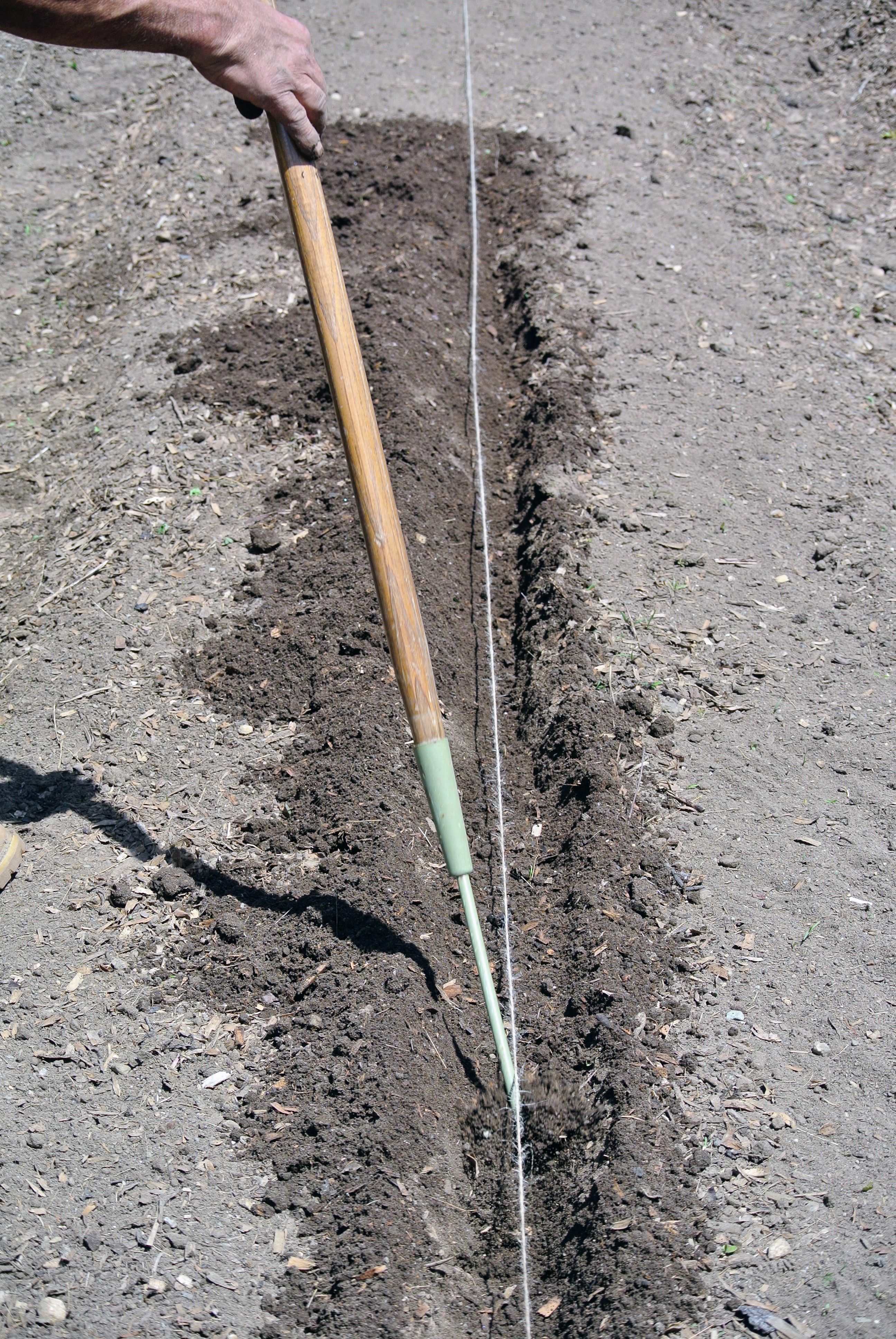 Planting Potatoes in the Vegetable Garden The Martha Stewart Blog