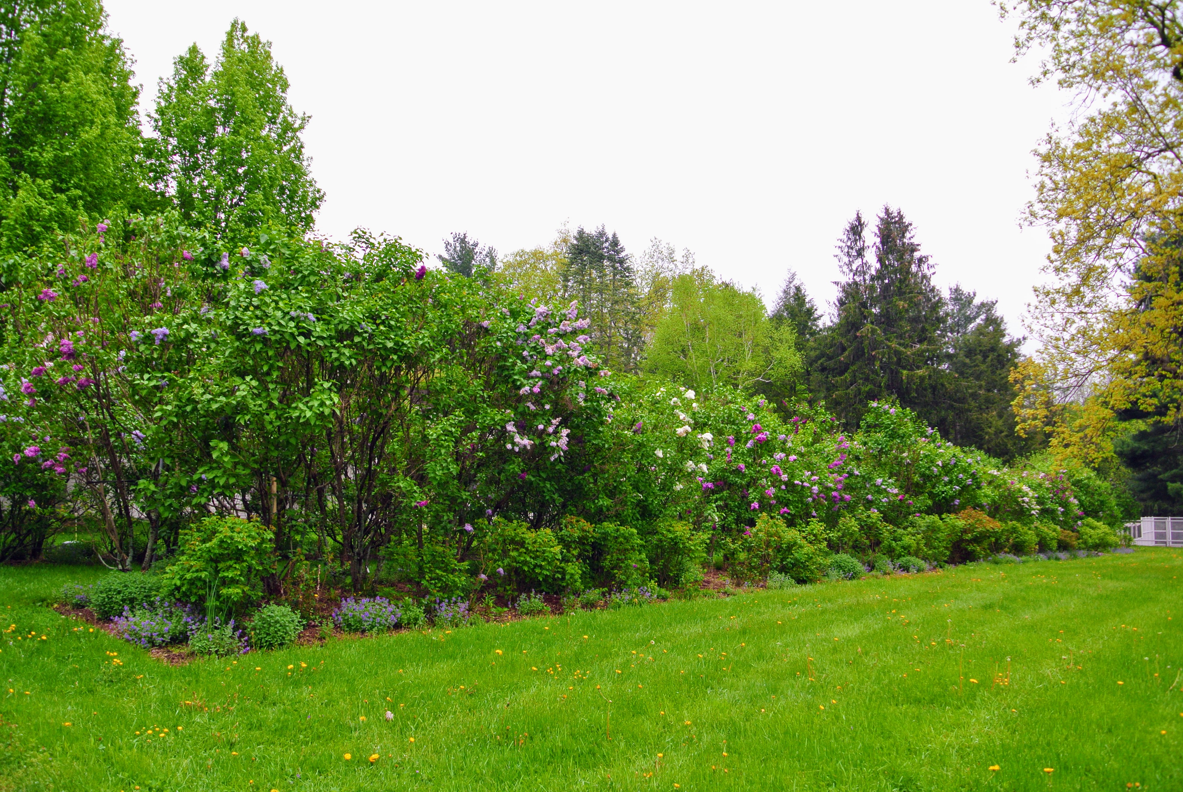 My Allee of Fragrant Lilacs The Martha Stewart Blog