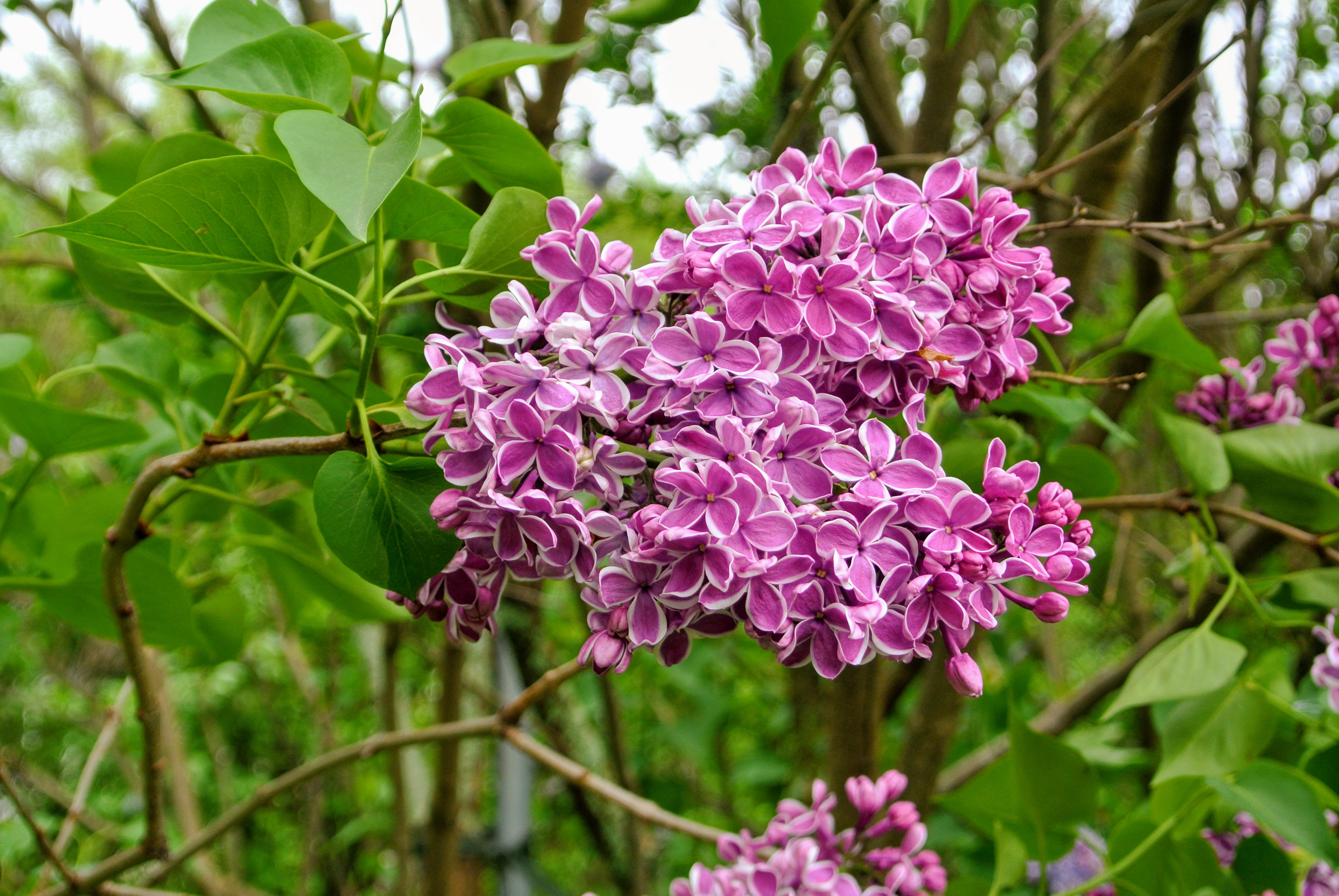 My Allee of Fragrant Lilacs The Martha Stewart Blog