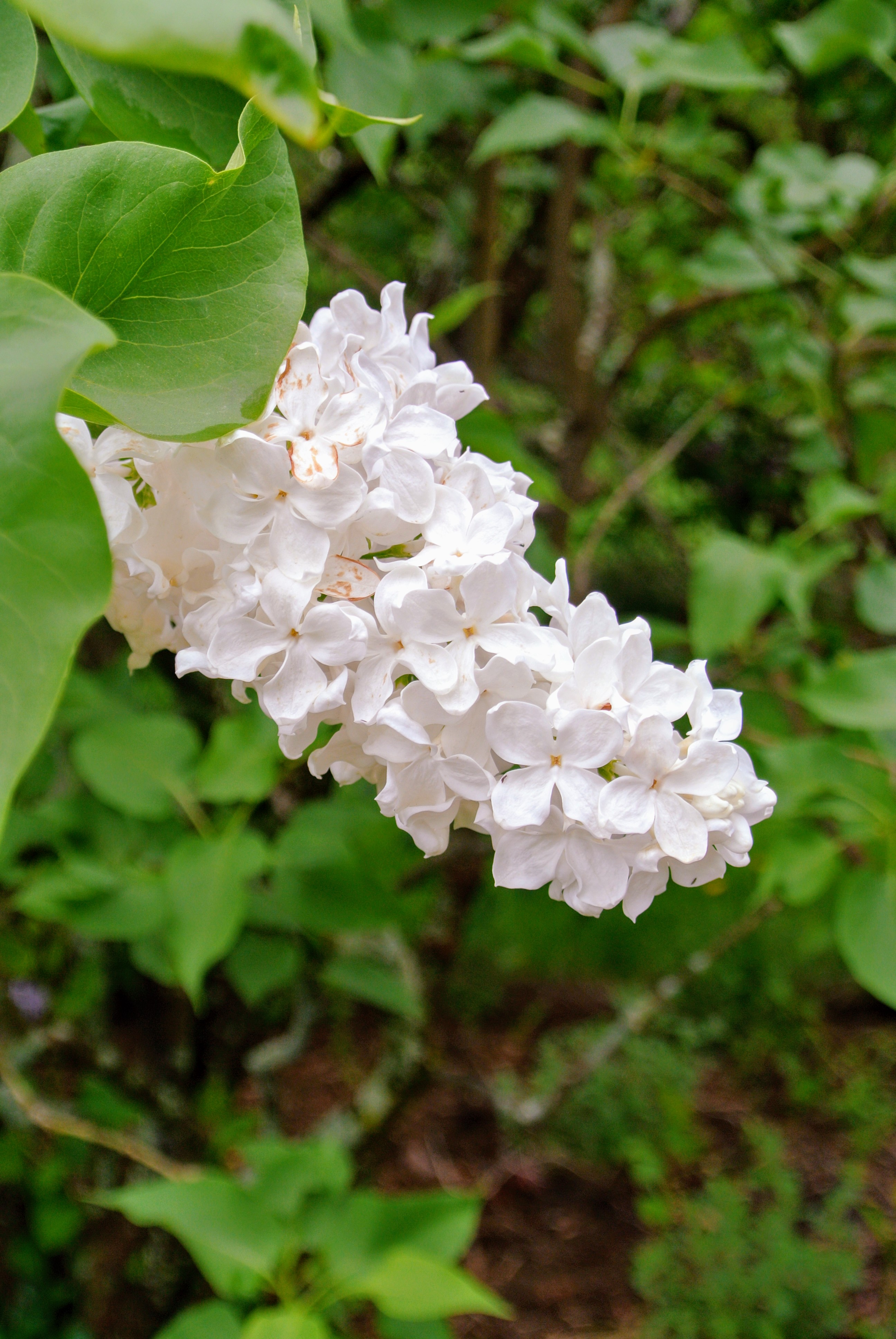 My Allee of Fragrant Lilacs The Martha Stewart Blog