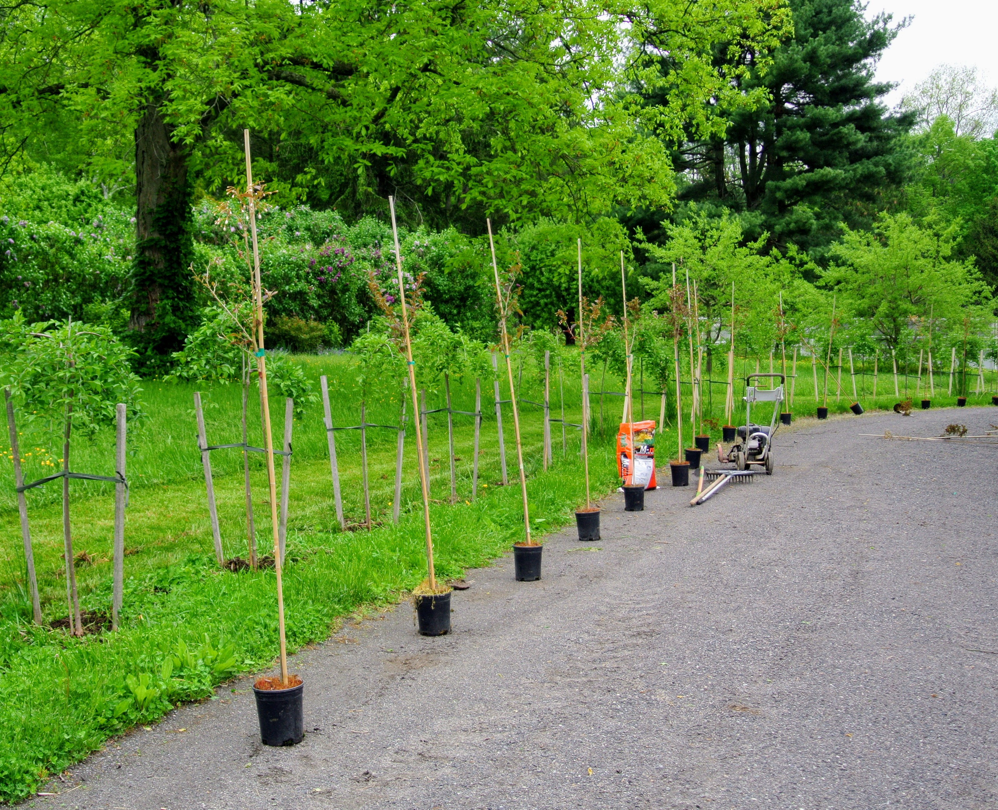 The Martha Stewart Blog Blog Archive An Allee of Flowering Trees at