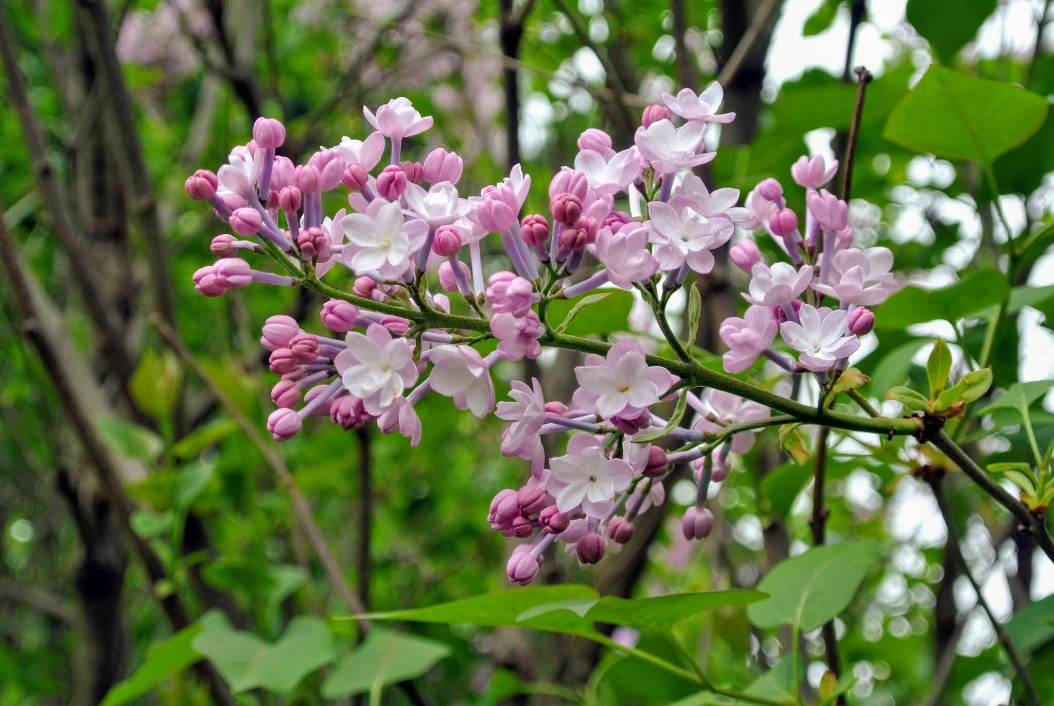 My Allee of Fragrant Lilacs The Martha Stewart Blog