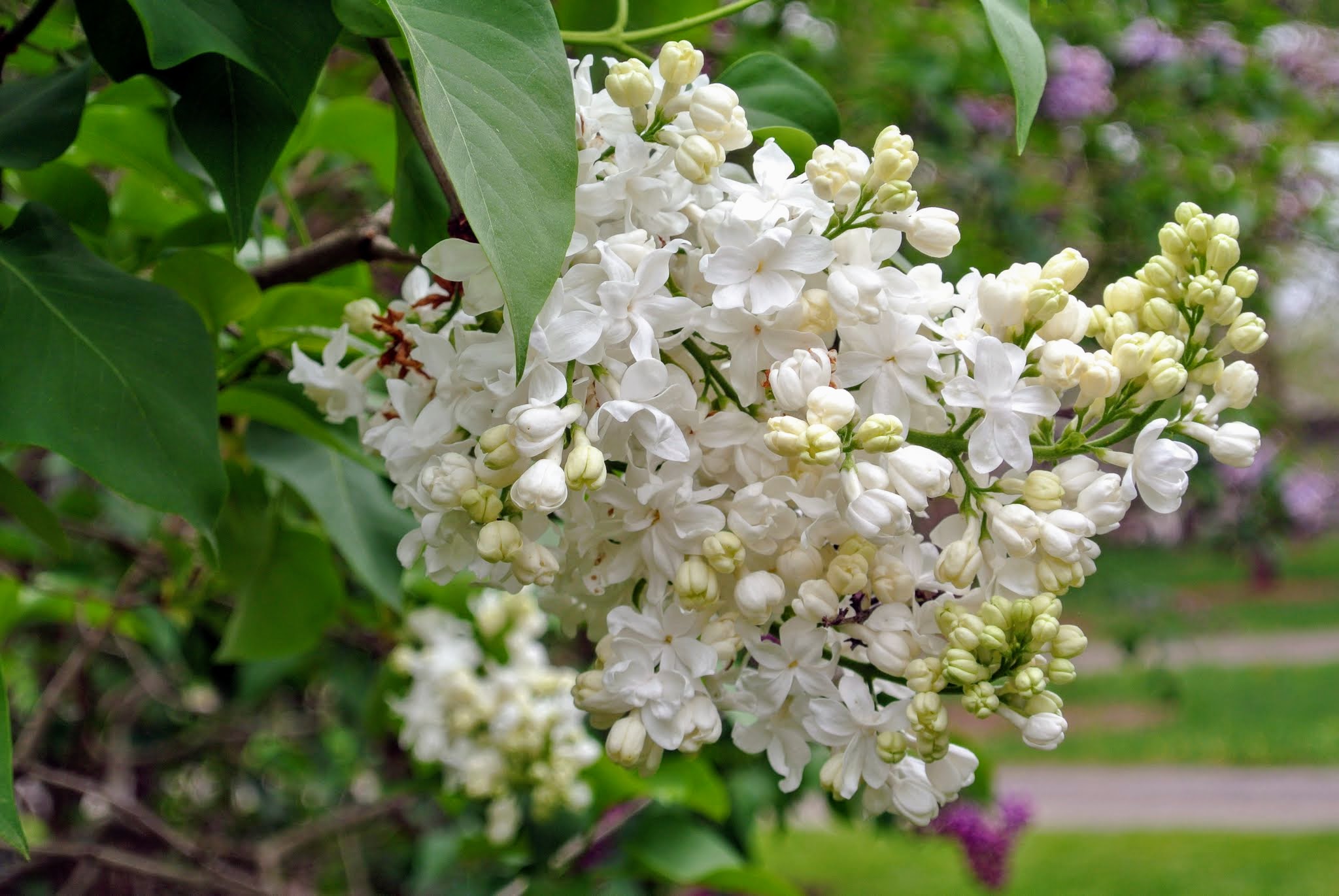 My Allee of Fragrant Lilacs The Martha Stewart Blog