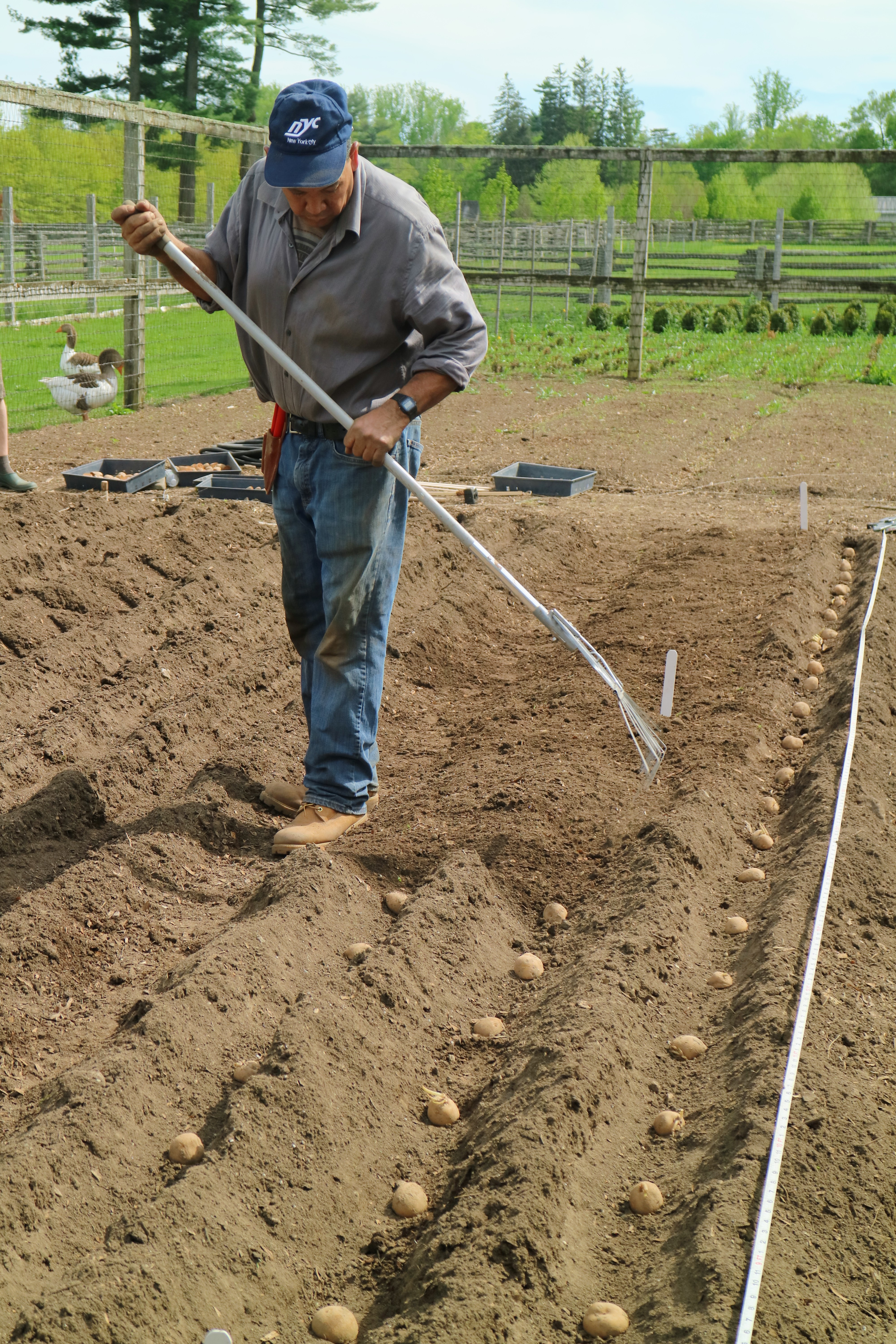Planting Potatoes in the Vegetable Garden The Martha Stewart Blog