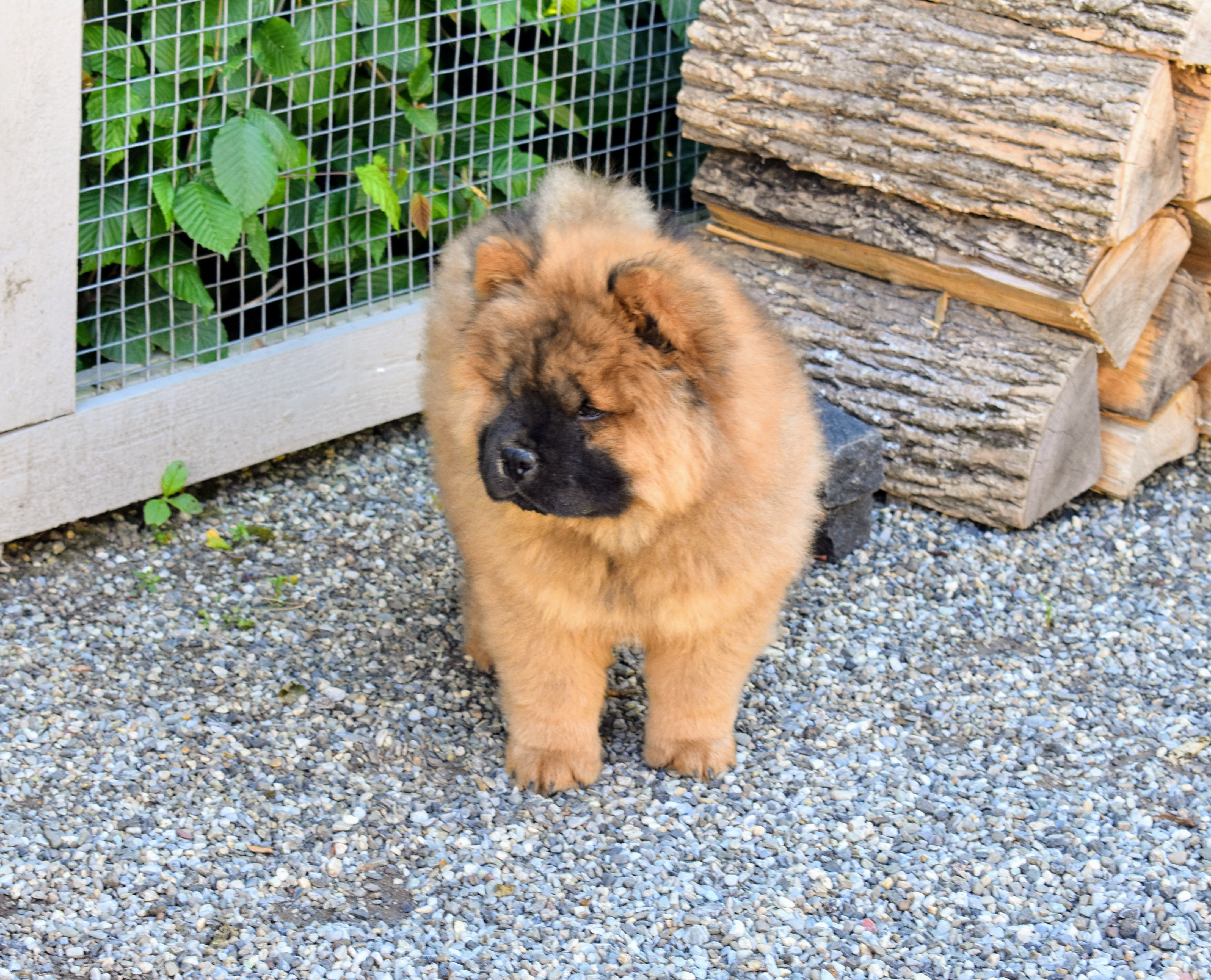 A Chow Chow Puppy at the Farm The Martha Stewart Blog