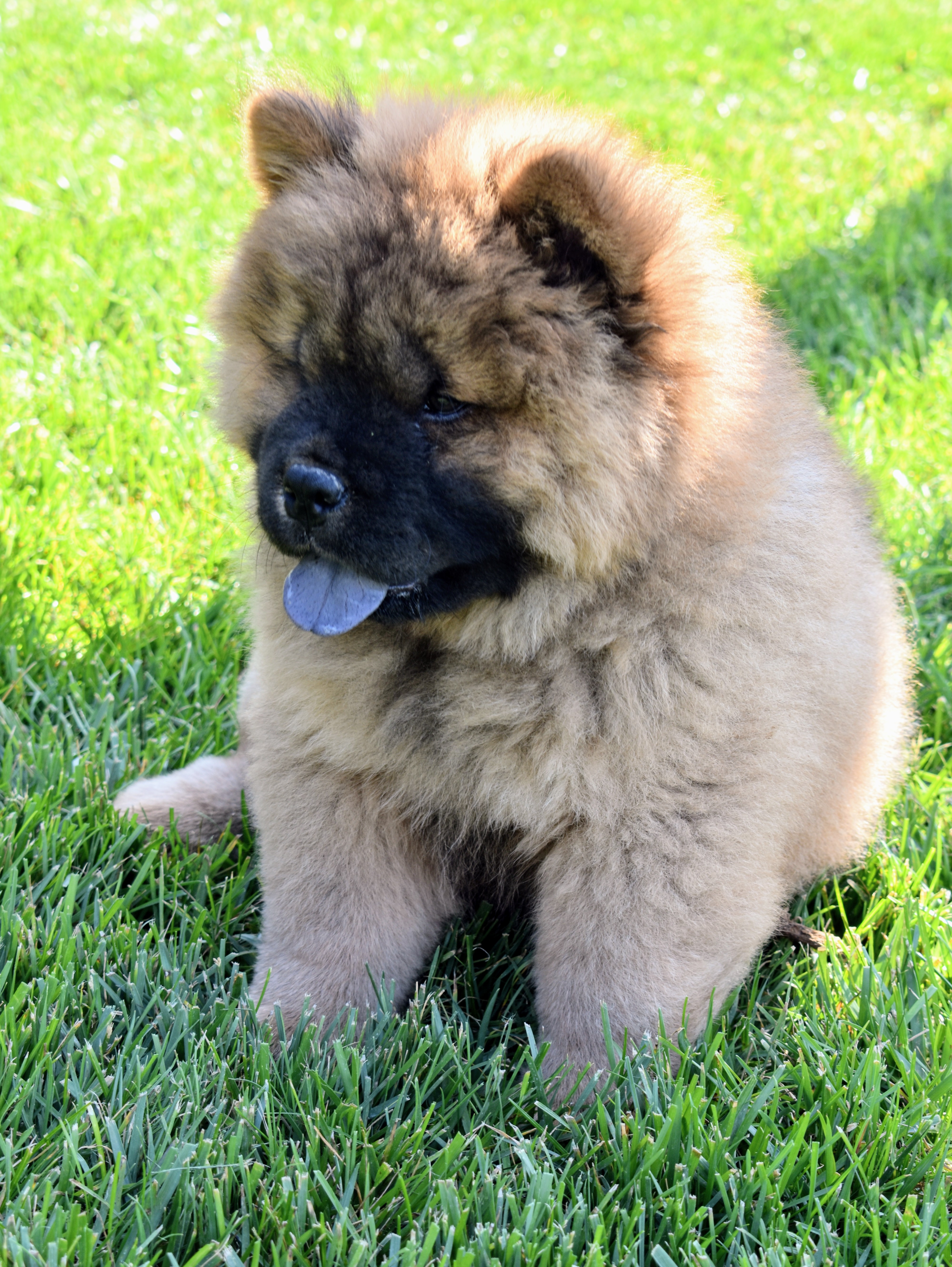 Are Chow Chow Puppies Born With Solid Blue Black Tongues