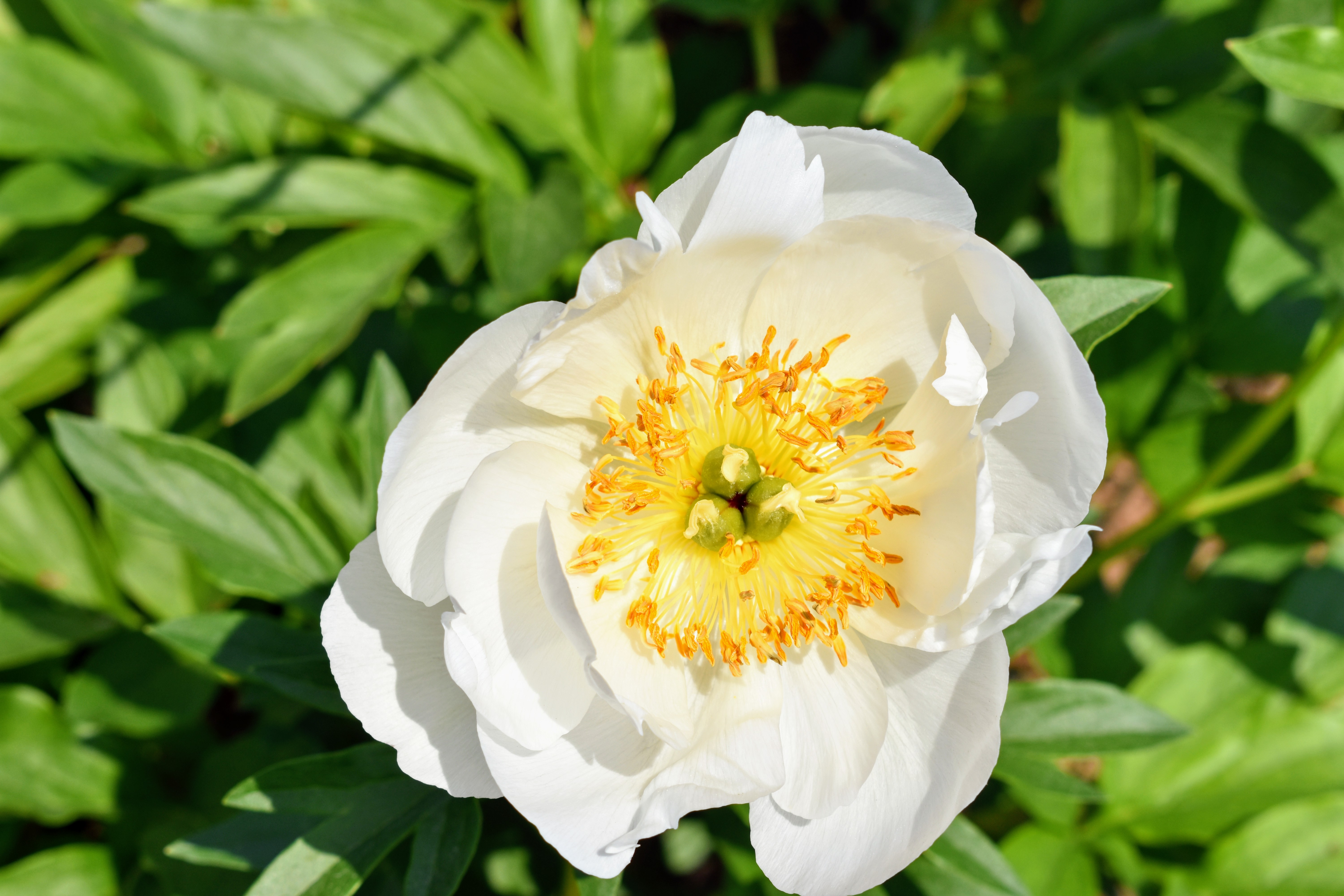 The Herbaceous Peony Garden at My Farm The Martha Stewart Blog