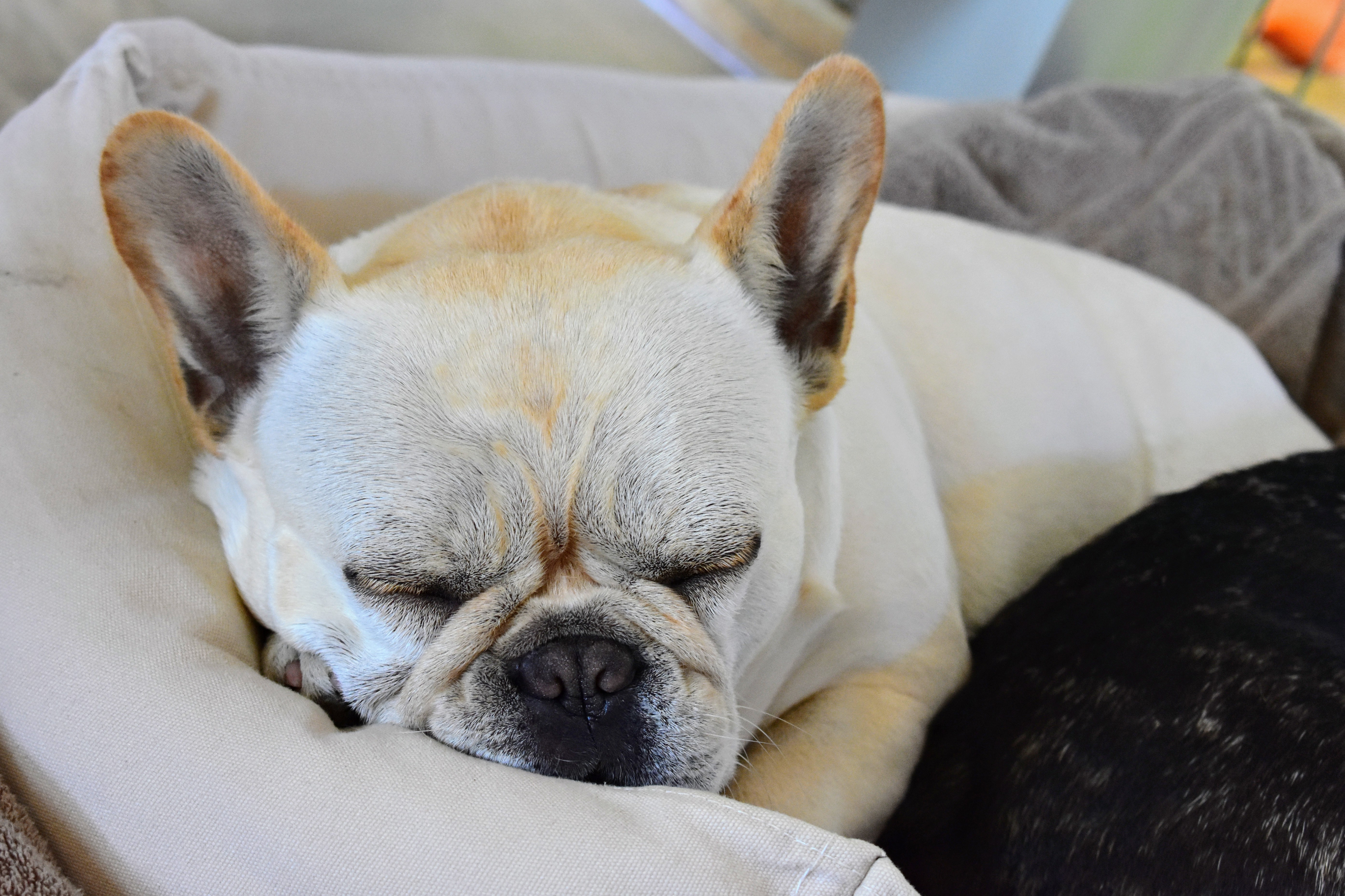 Bathing My French Bulldogs The Martha Stewart Blog