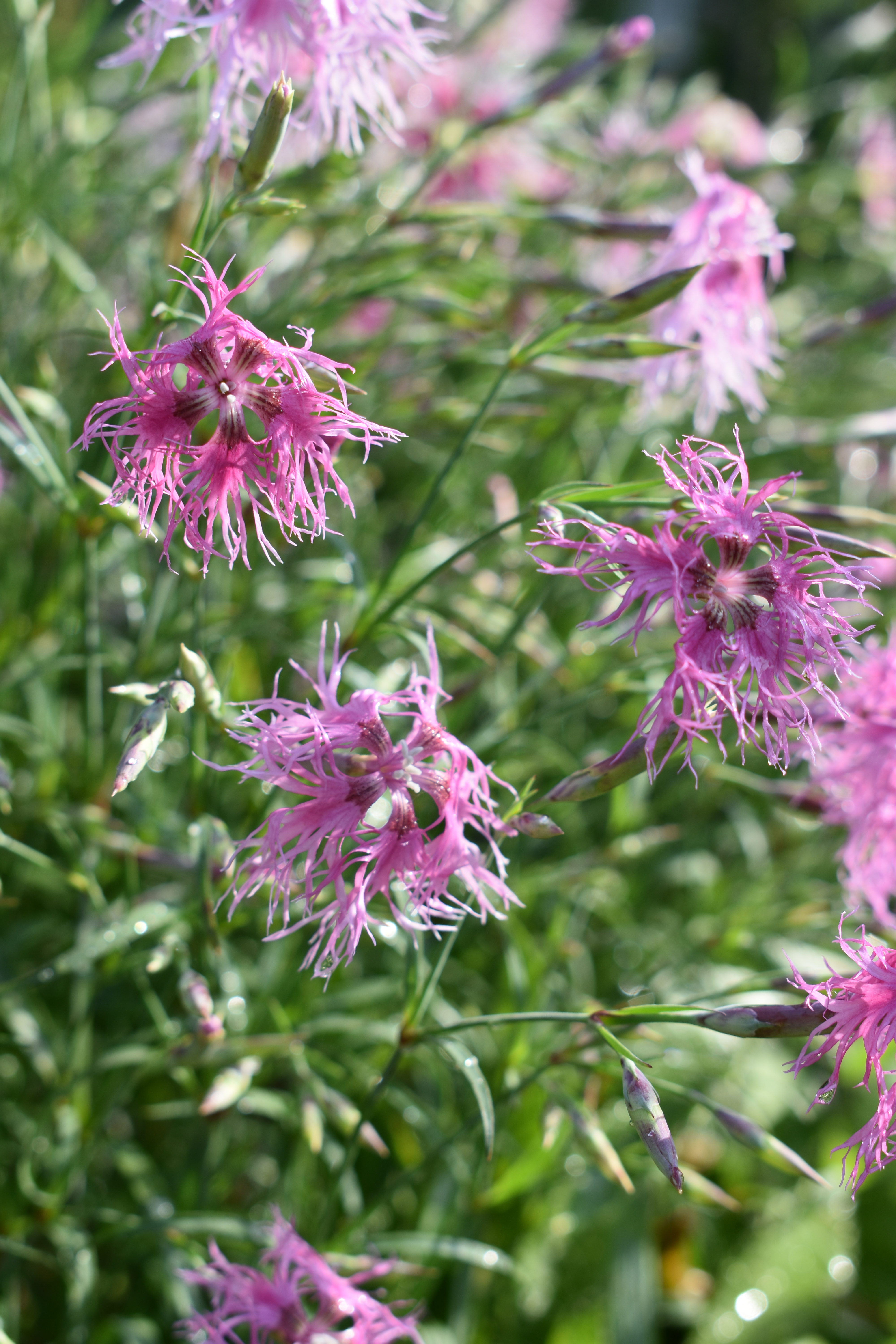 Early June Flowers in the Cutting Garden The Martha Stewart Blog