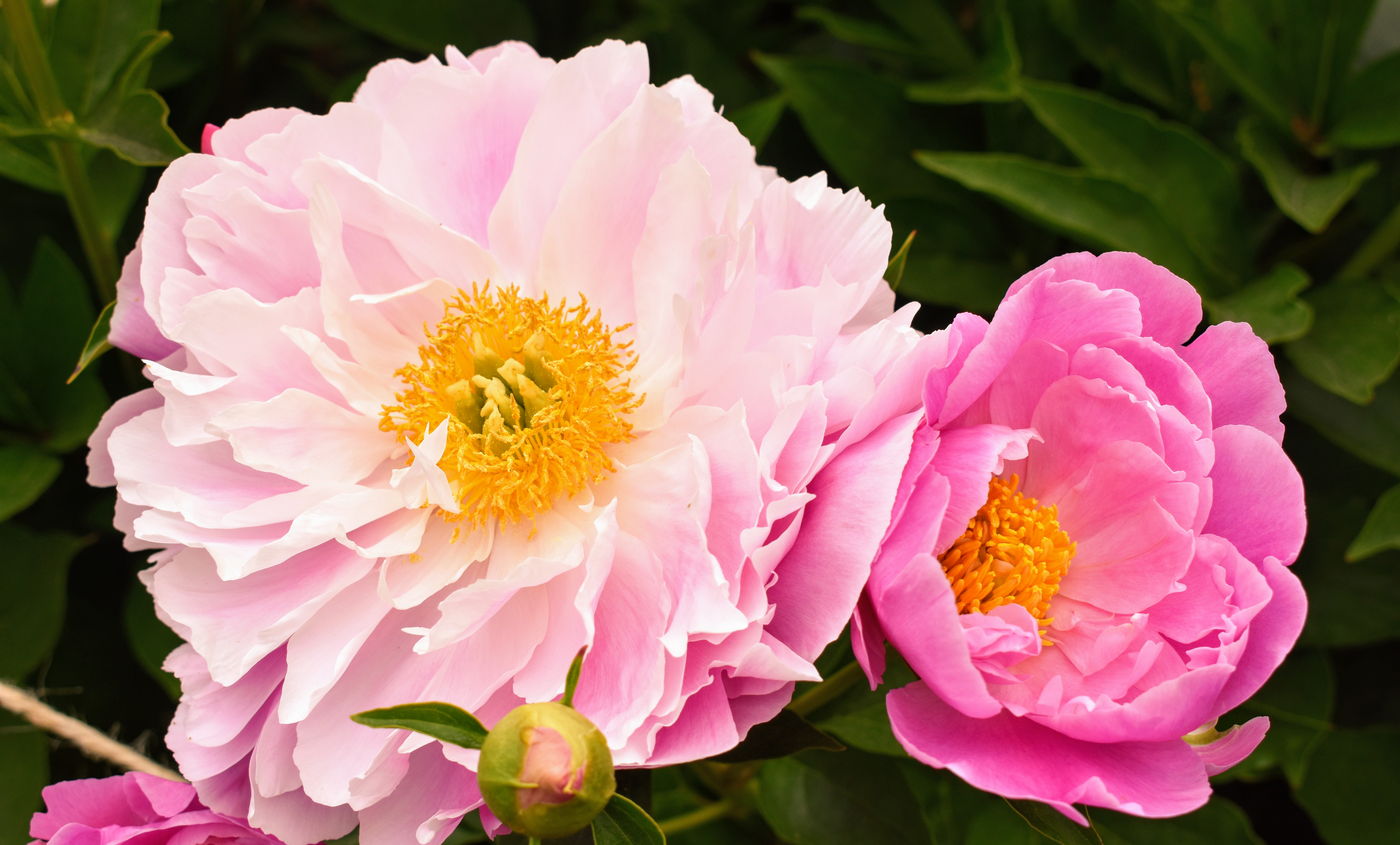 The Herbaceous Peony Garden at My Farm The Martha Stewart Blog