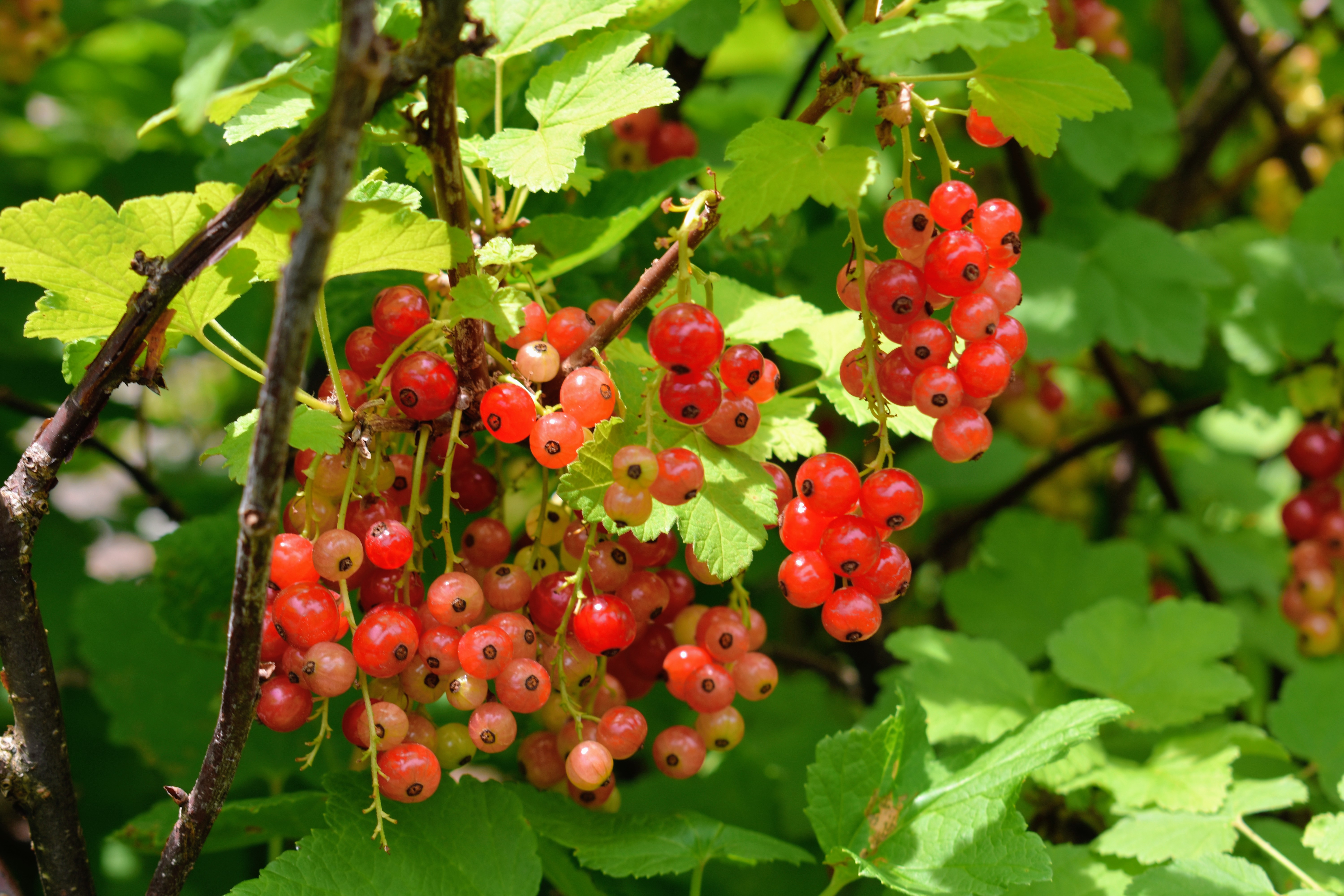 Picking Currants at My Farm The Martha Stewart Blog