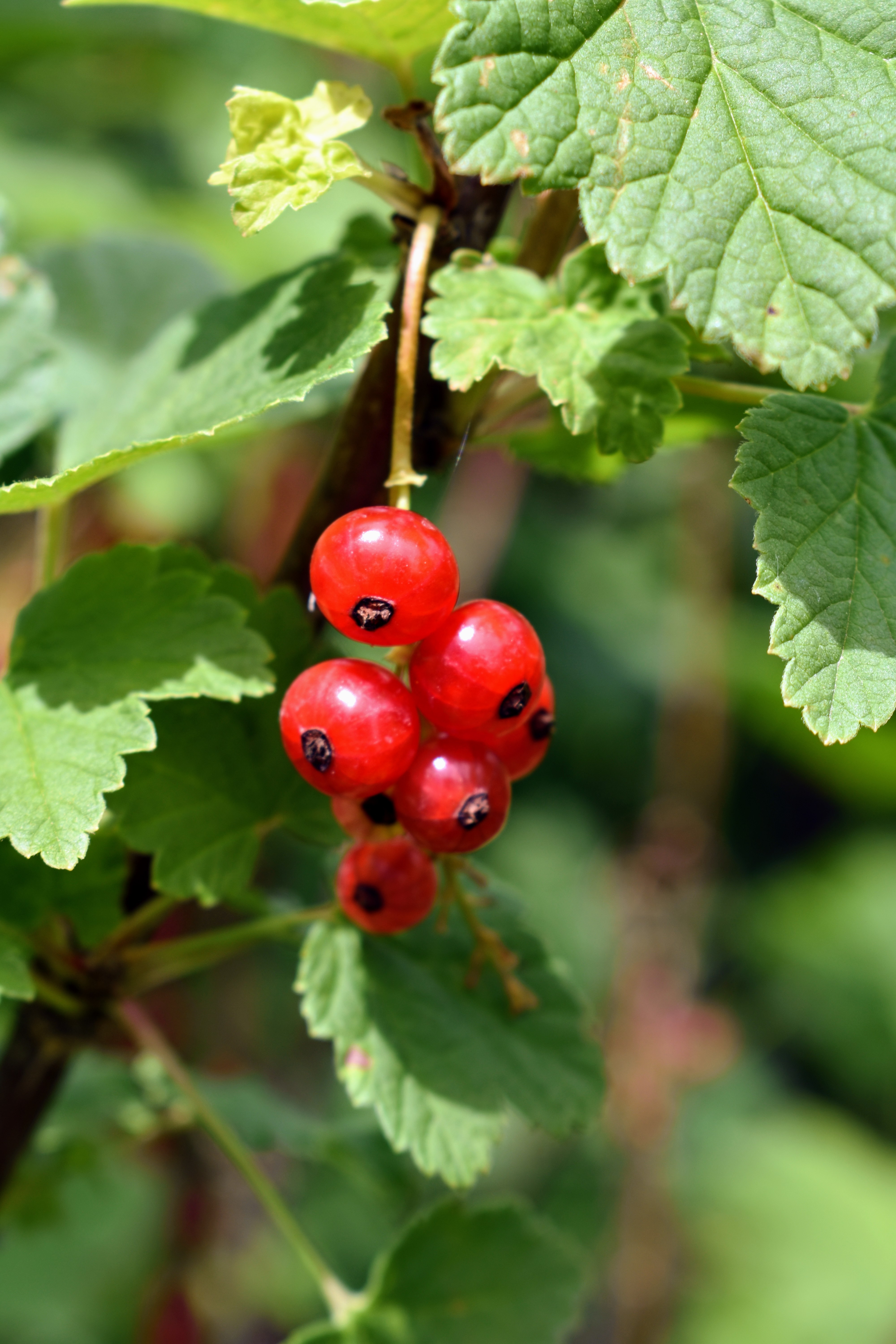 Picking Currants at My Farm The Martha Stewart Blog
