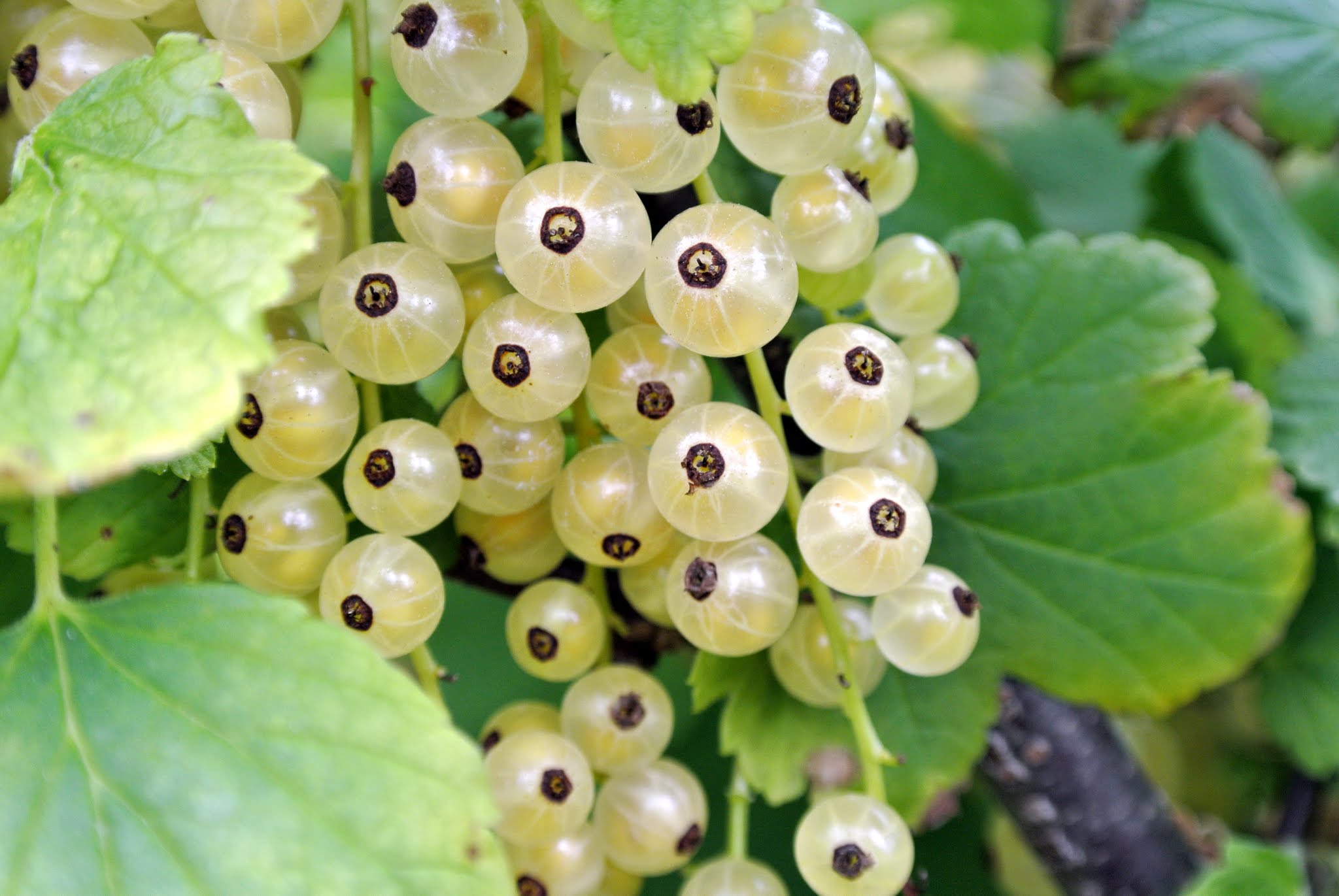 Picking Currants at My Farm The Martha Stewart Blog