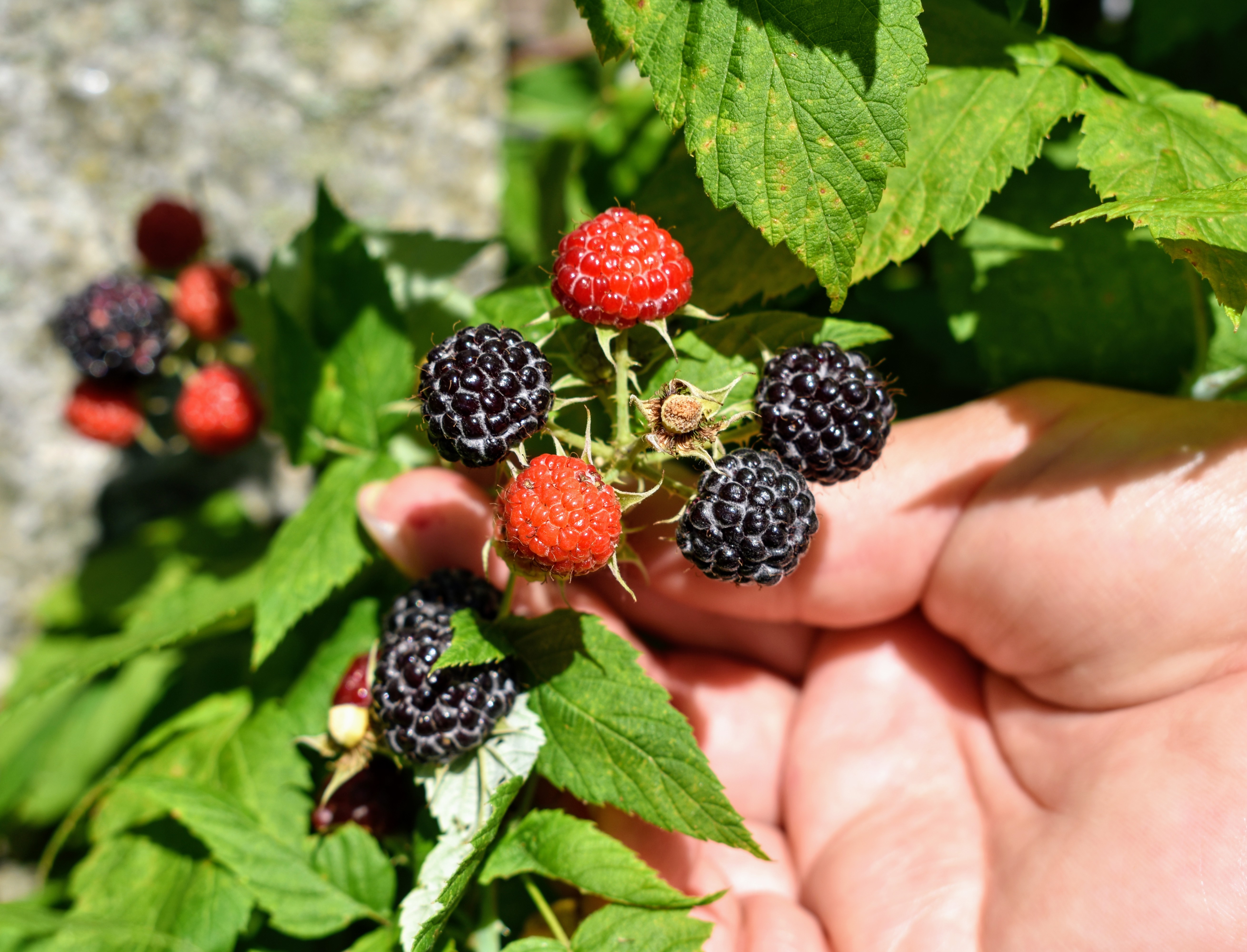 Picking the Season's Raspberries at My Farm The Martha Stewart Blog
