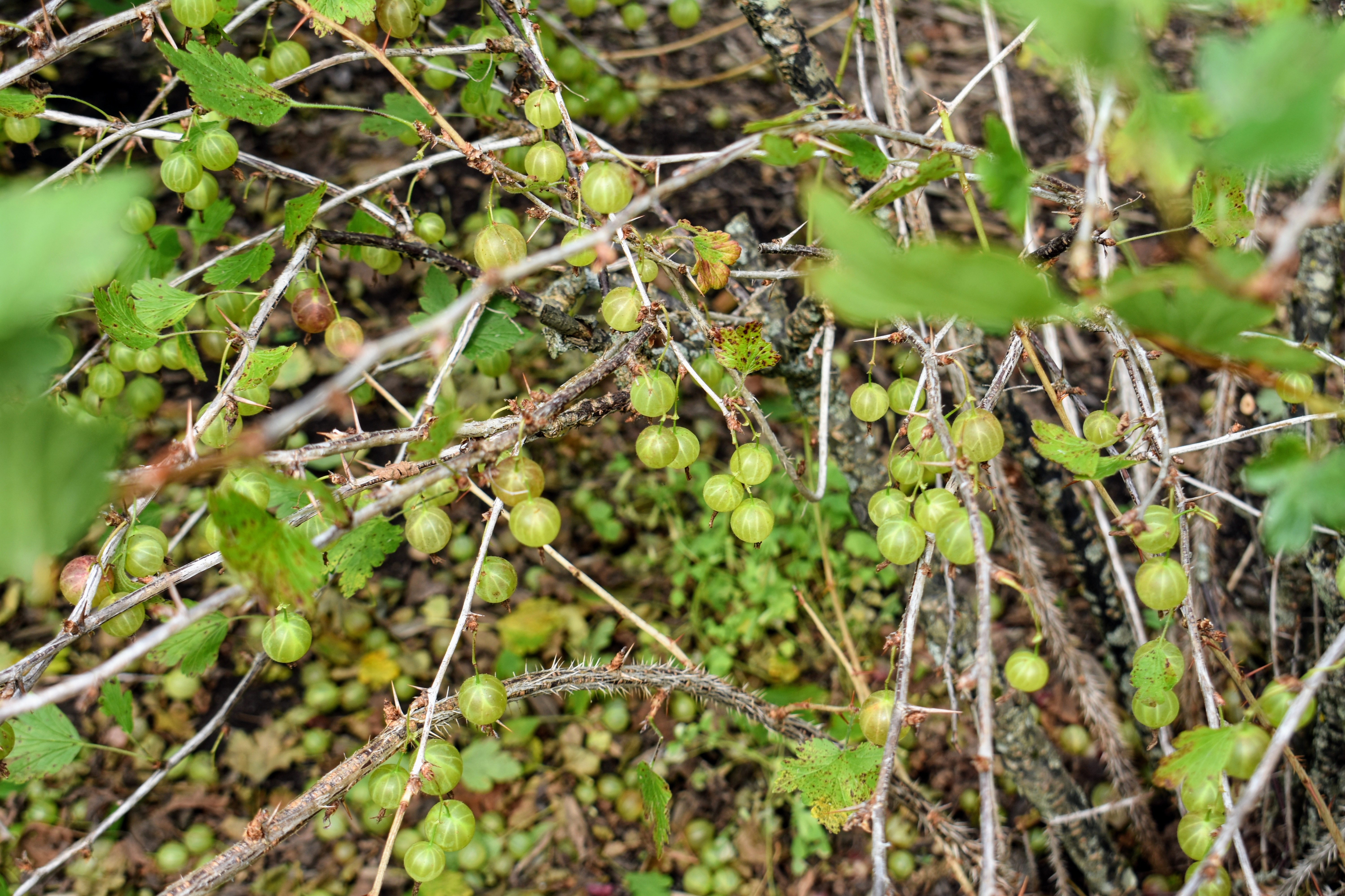 Picking Summer Gooseberries The Martha Stewart Blog