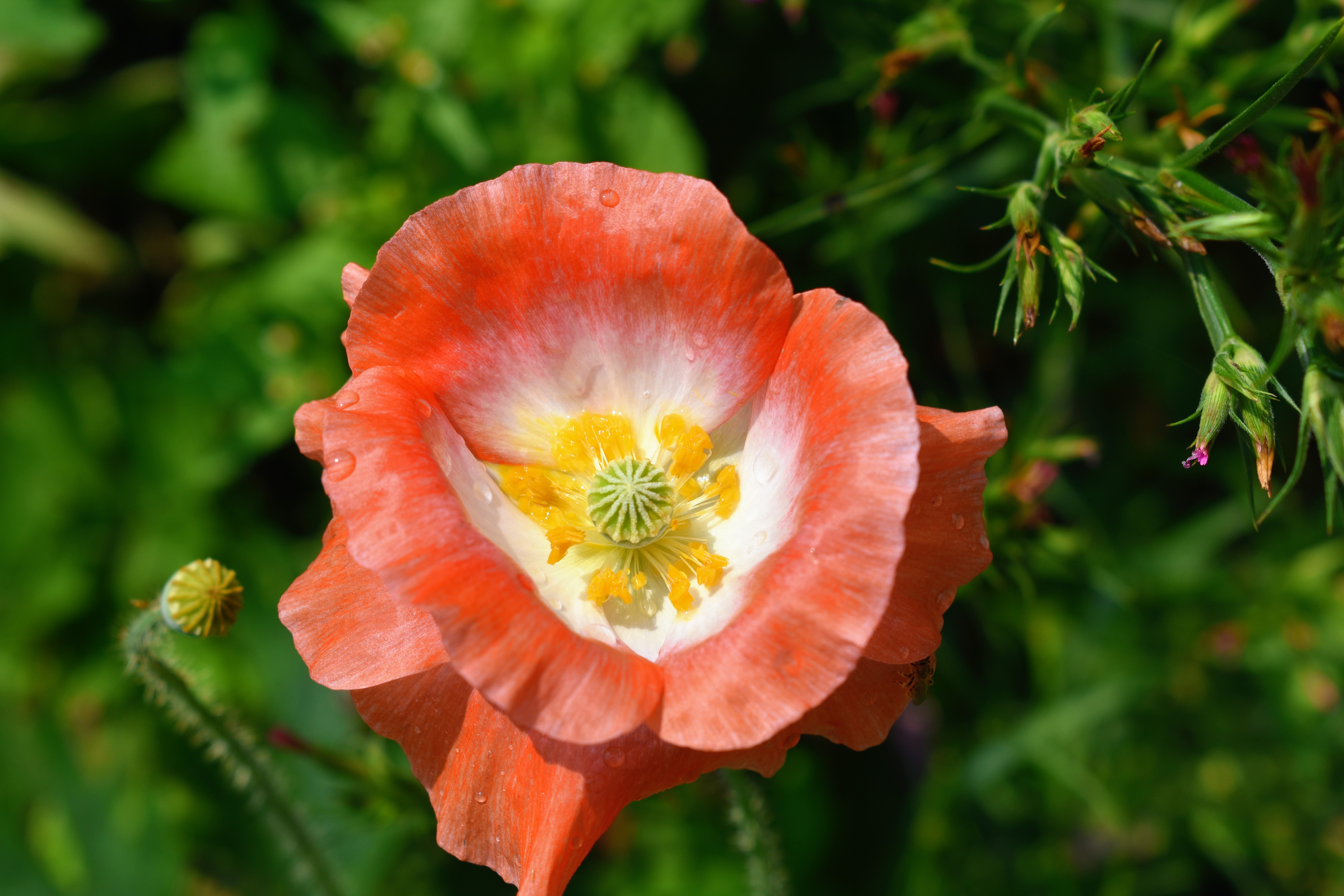 Early July Blooms in My Flower Garden The Martha Stewart Blog