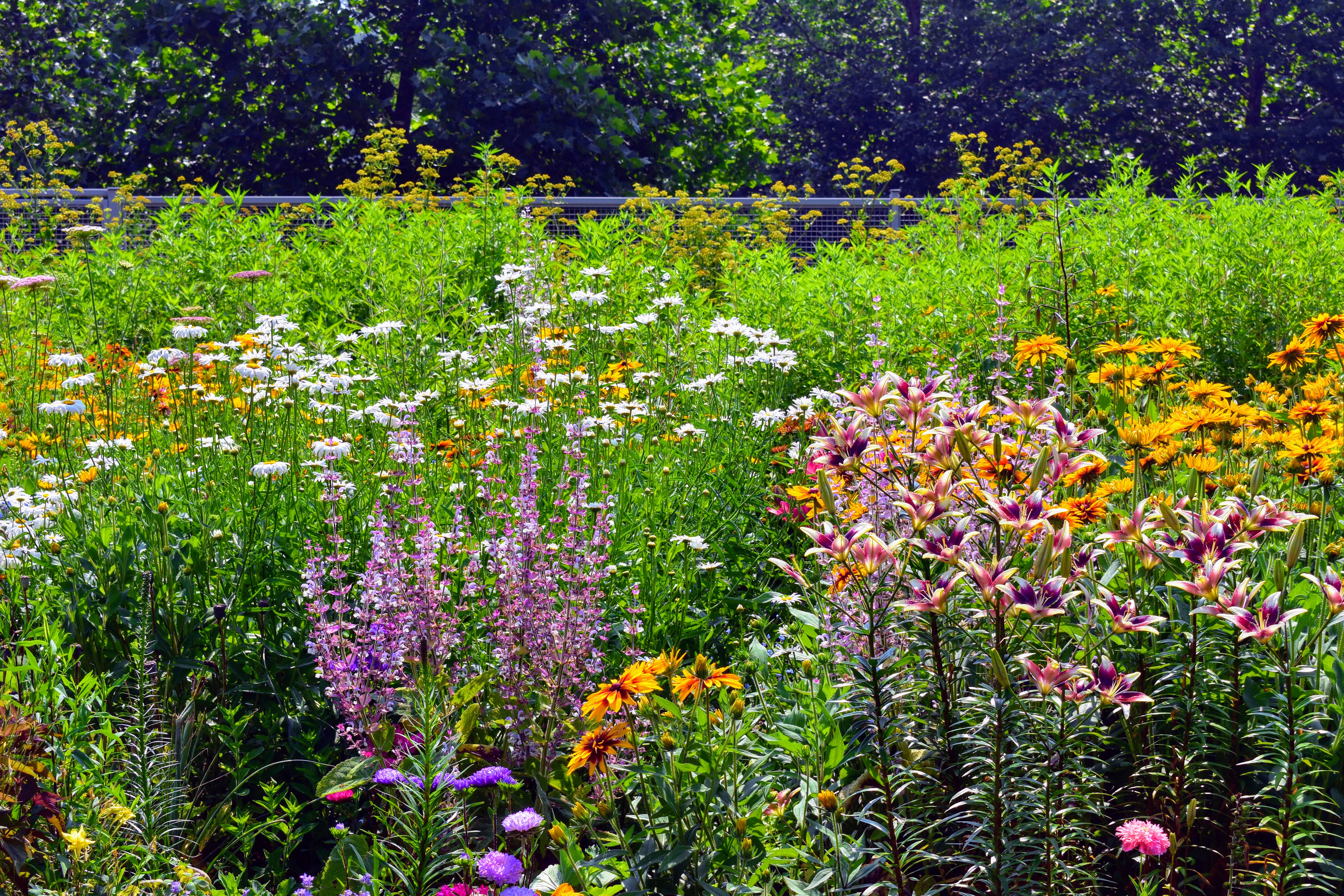 Early July Blooms in My Flower Garden The Martha Stewart Blog