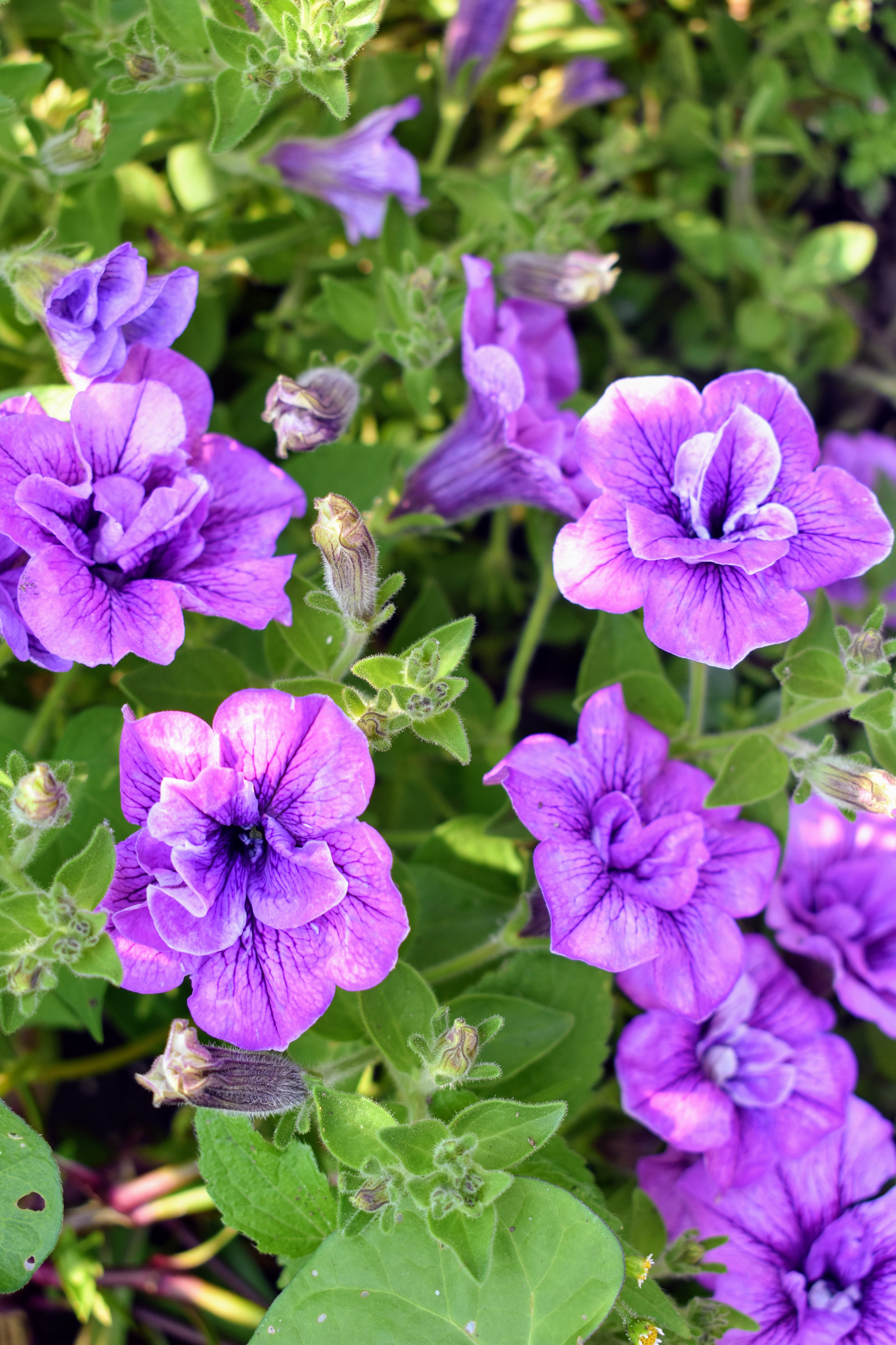 Early July Blooms in My Flower Garden The Martha Stewart Blog