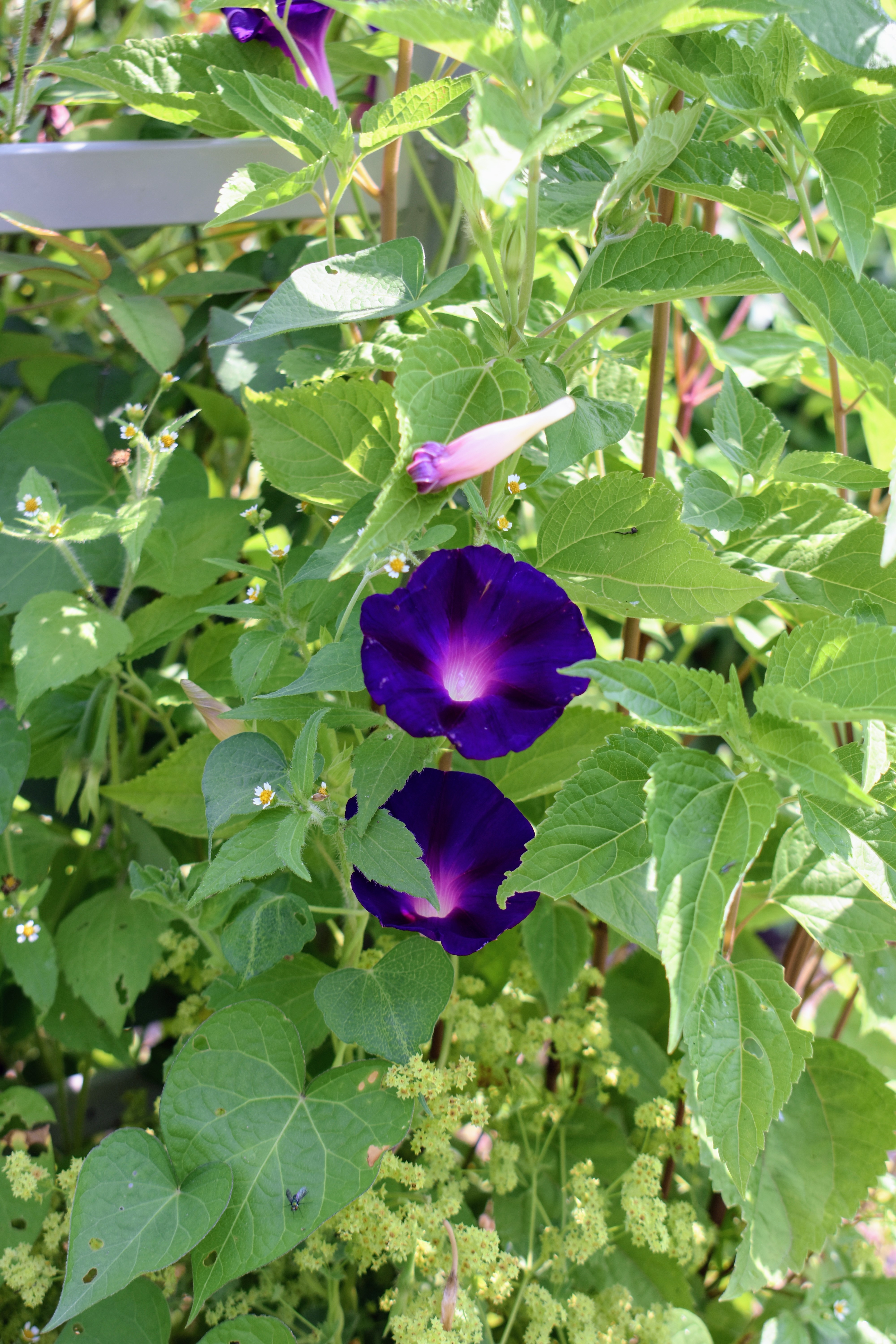 Early July Blooms in My Flower Garden The Martha Stewart Blog