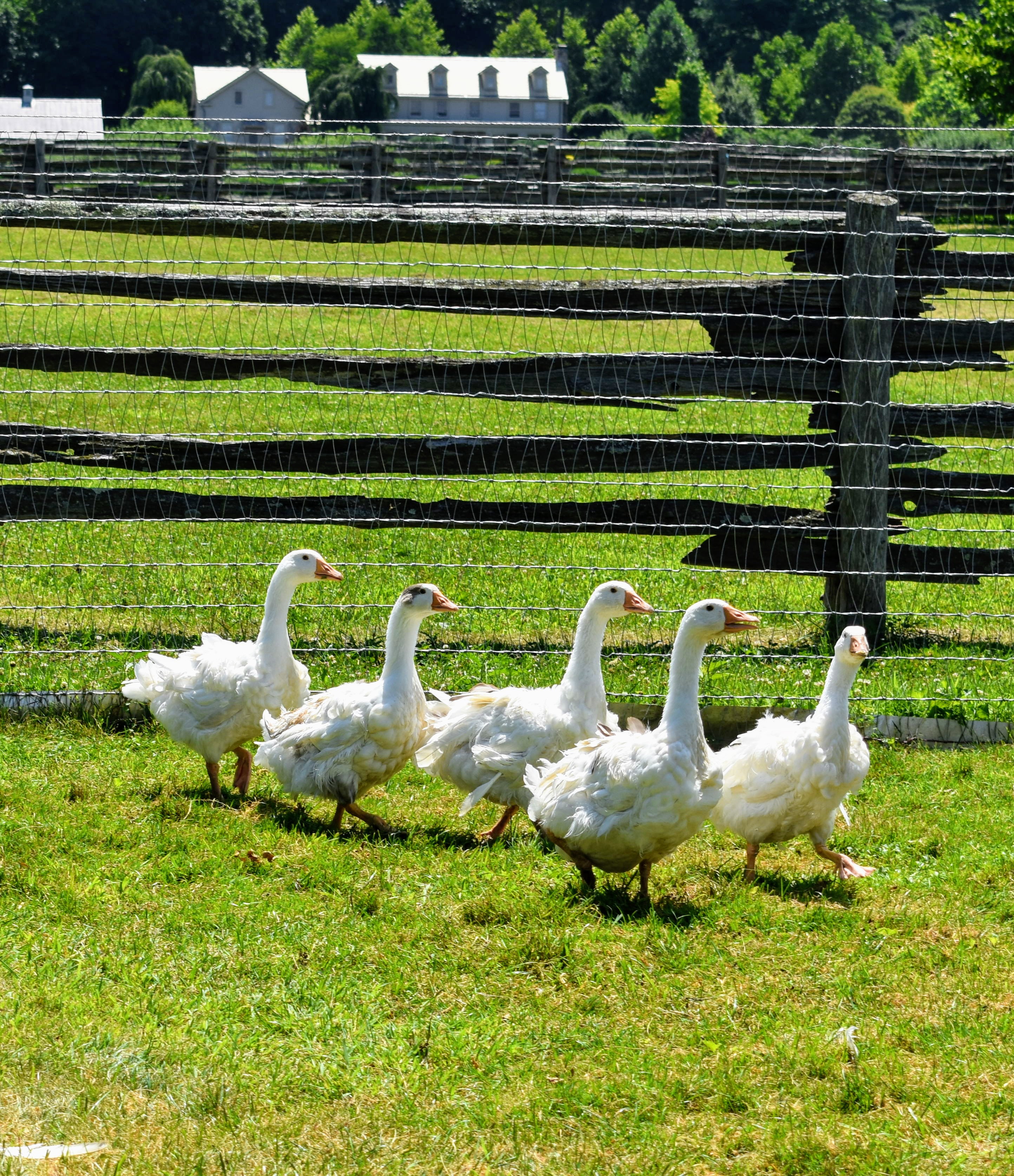 An Update on My Sebastopol Geese The Martha Stewart Blog