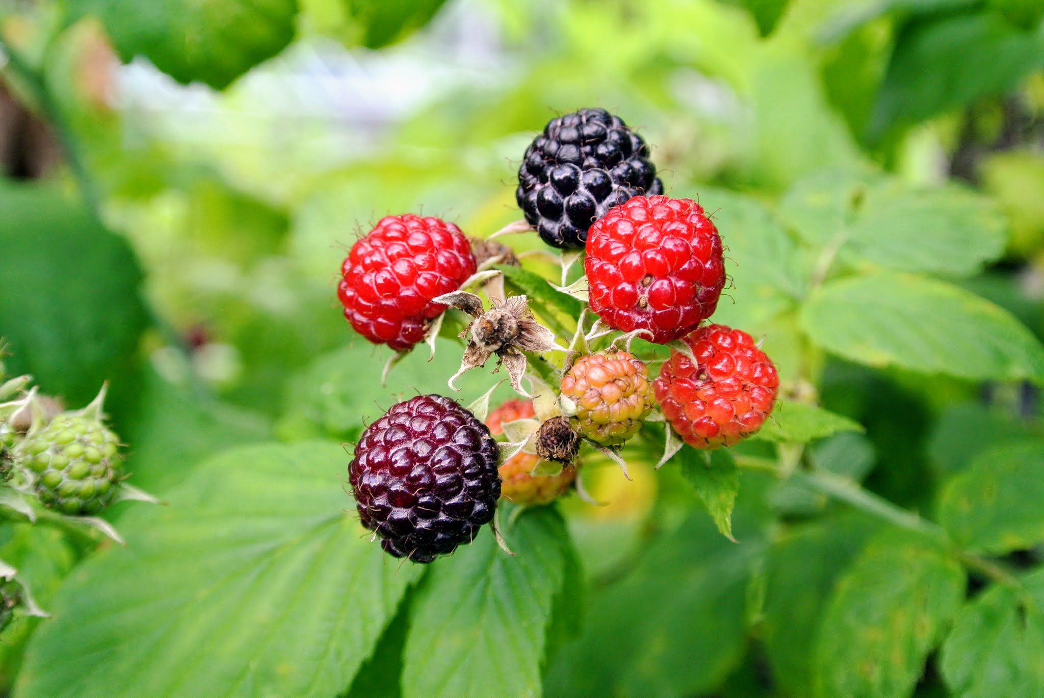 Picking the Season's Raspberries at My Farm The Martha Stewart Blog