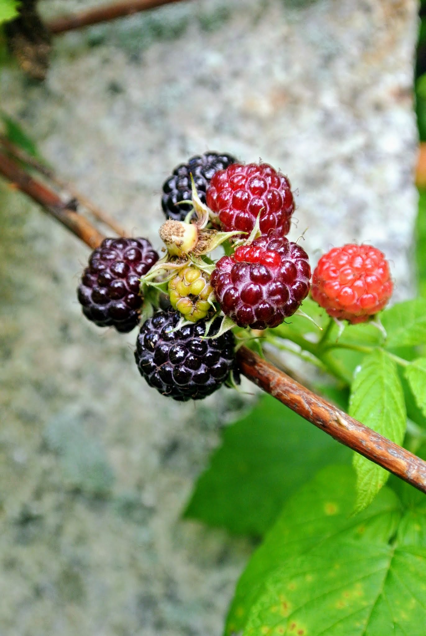 Picking the Season's Raspberries at My Farm The Martha Stewart Blog