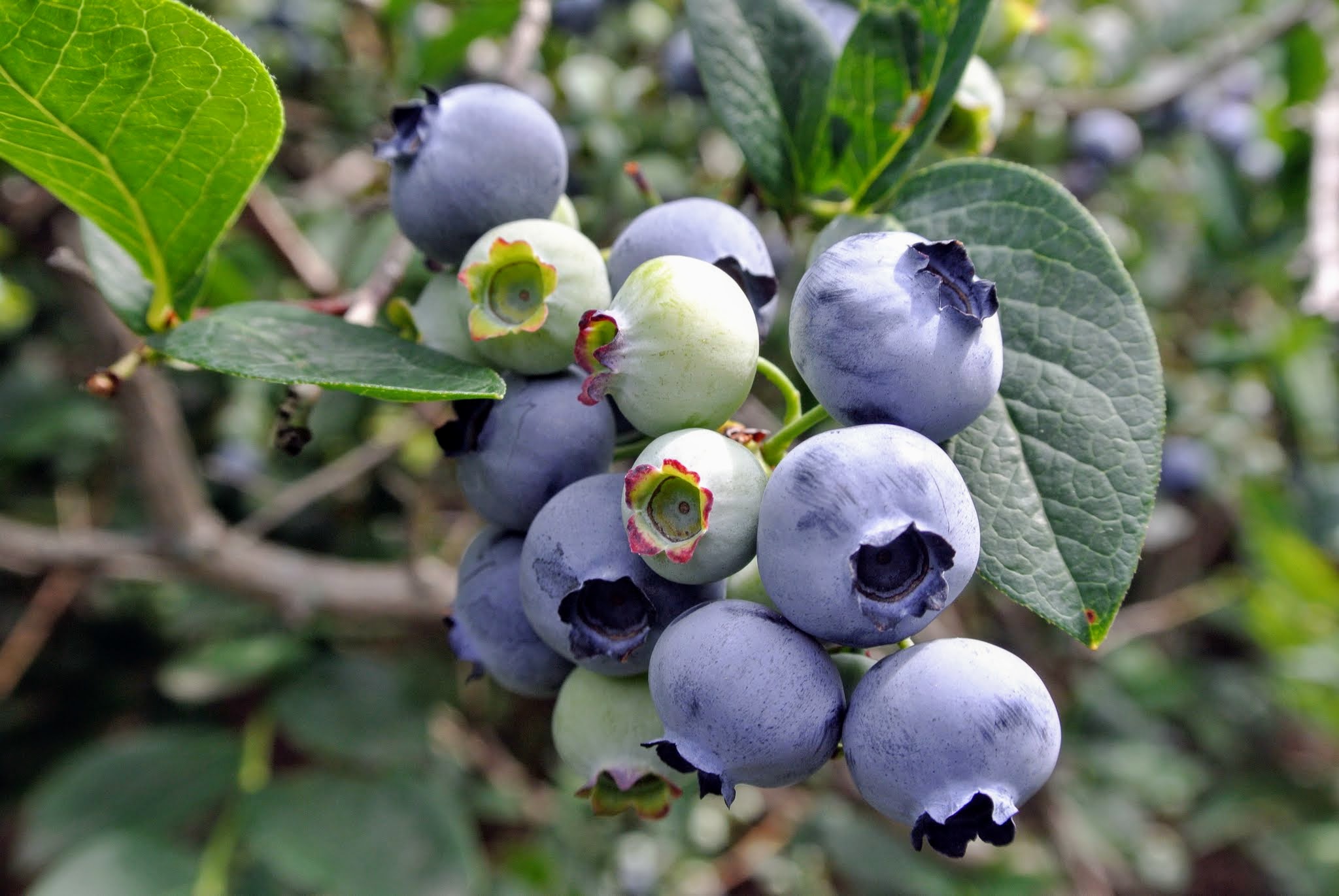 Picking the Season's Blueberries The Martha Stewart Blog