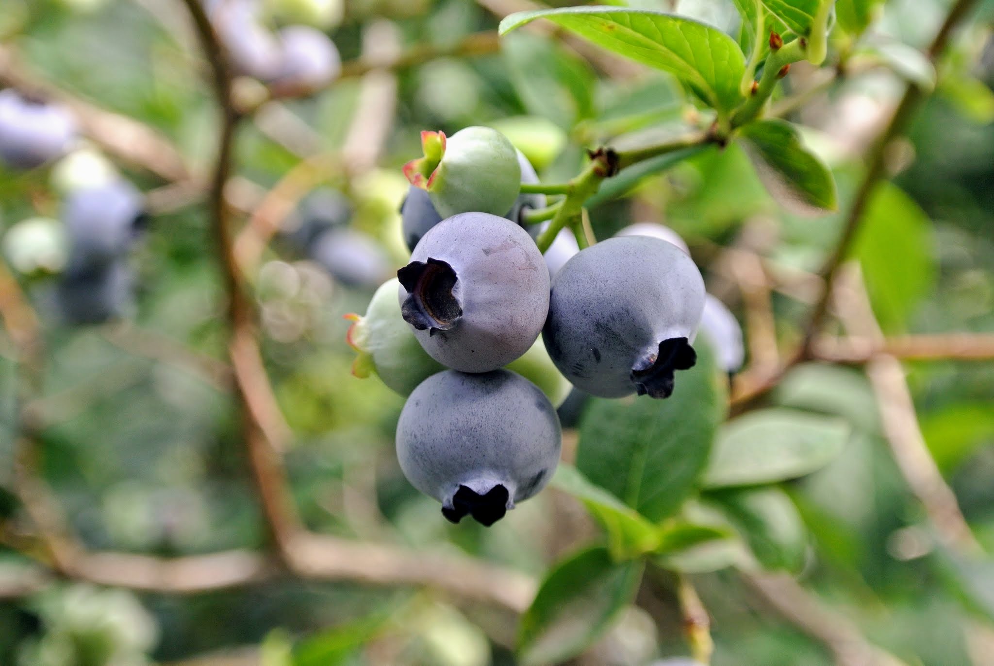 Picking the Season's Blueberries The Martha Stewart Blog