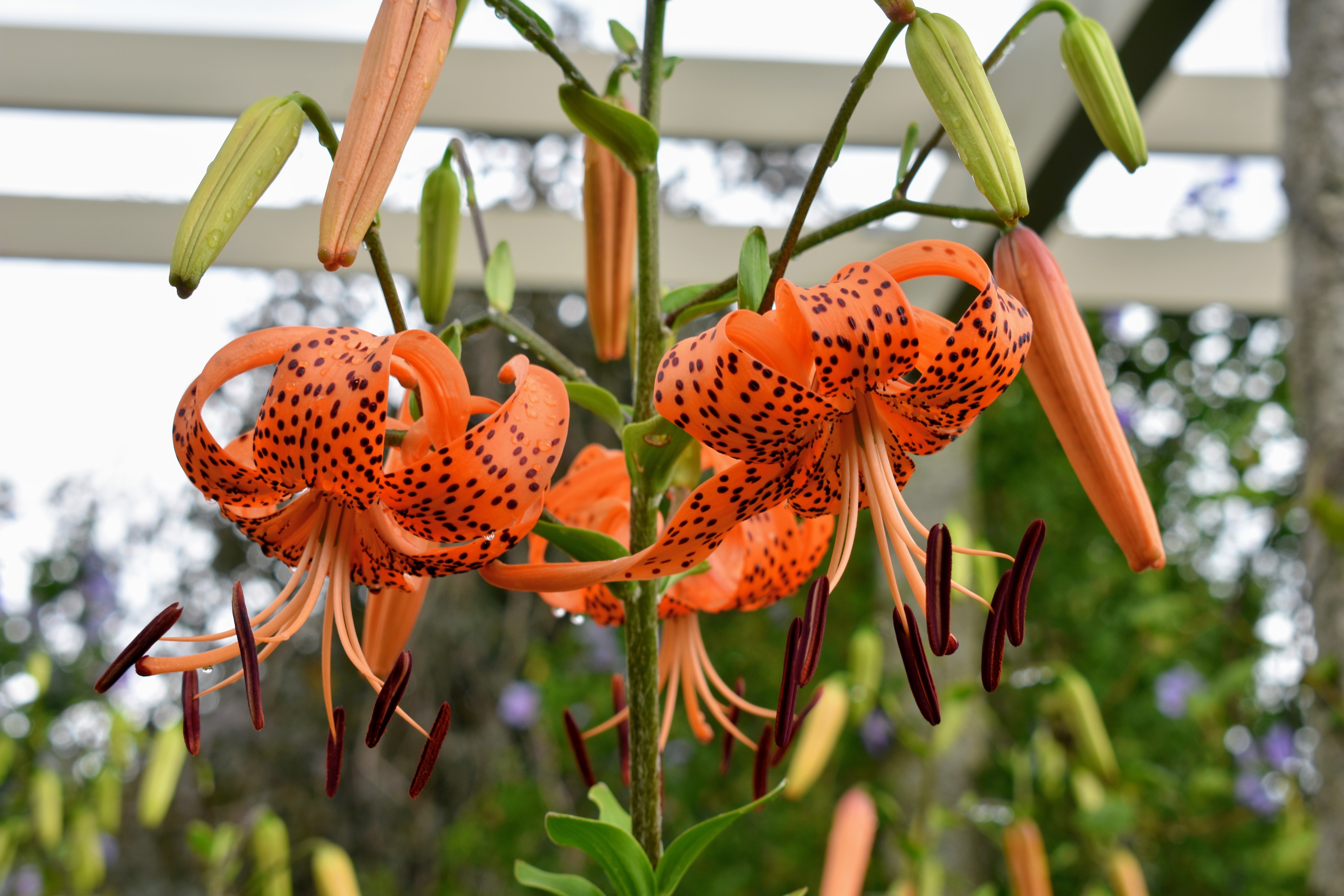 My Blooming Lily Border The Martha Stewart Blog