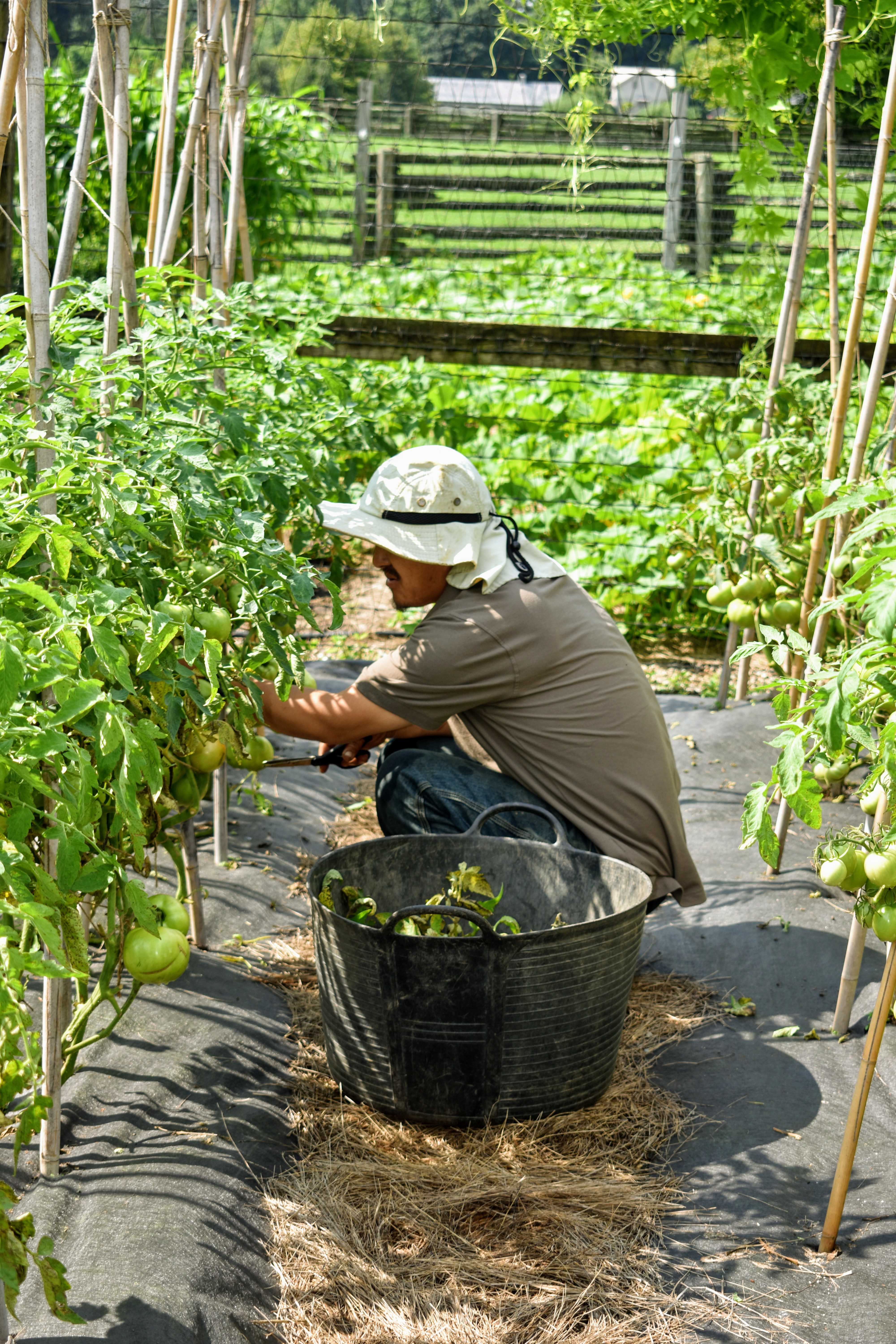 Checking on My Bedford Garden The Martha Stewart Blog