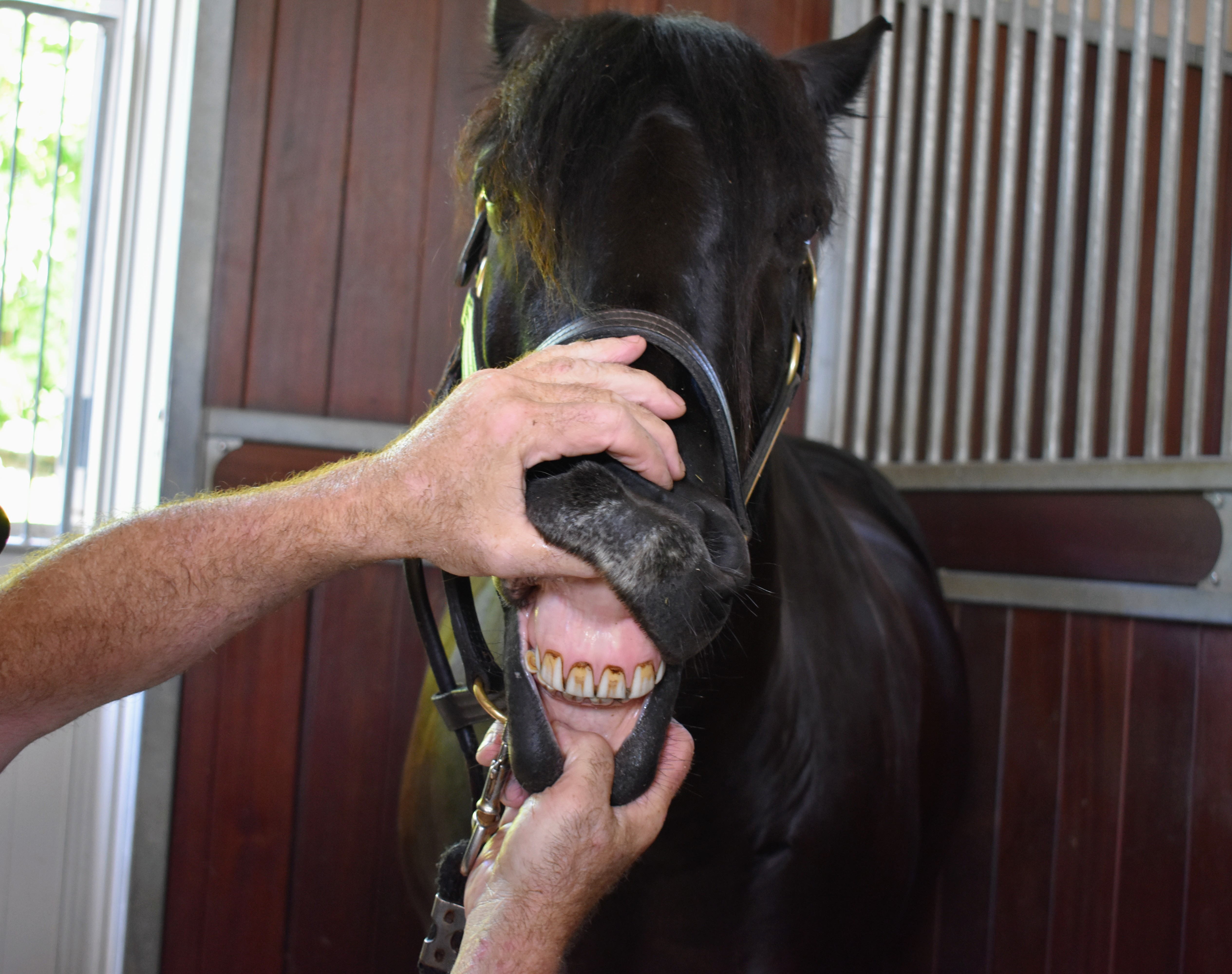 The Lay Equine Dentist Visits My Stable The Martha Stewart Blog