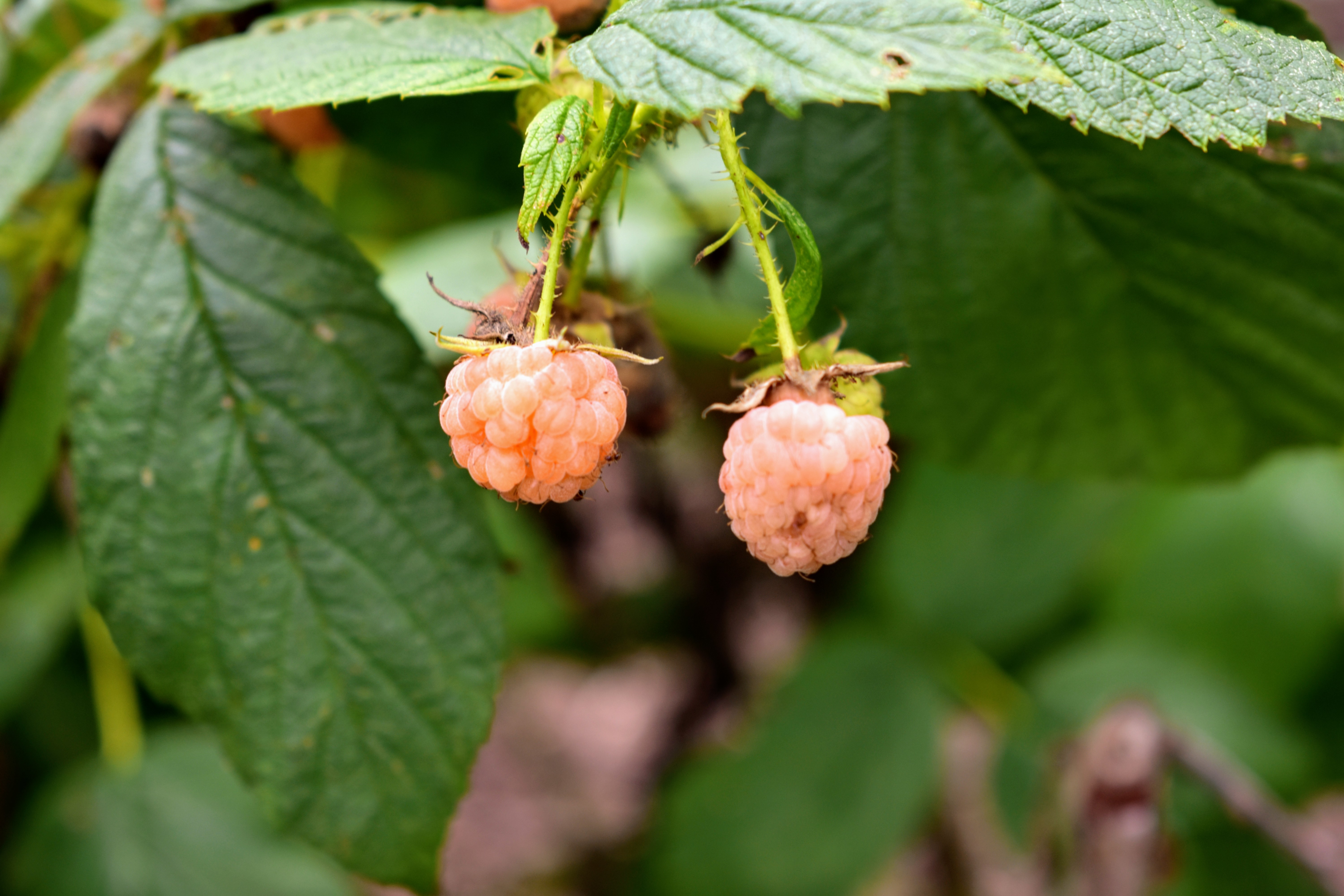 Picking Golden Raspberries The Martha Stewart Blog