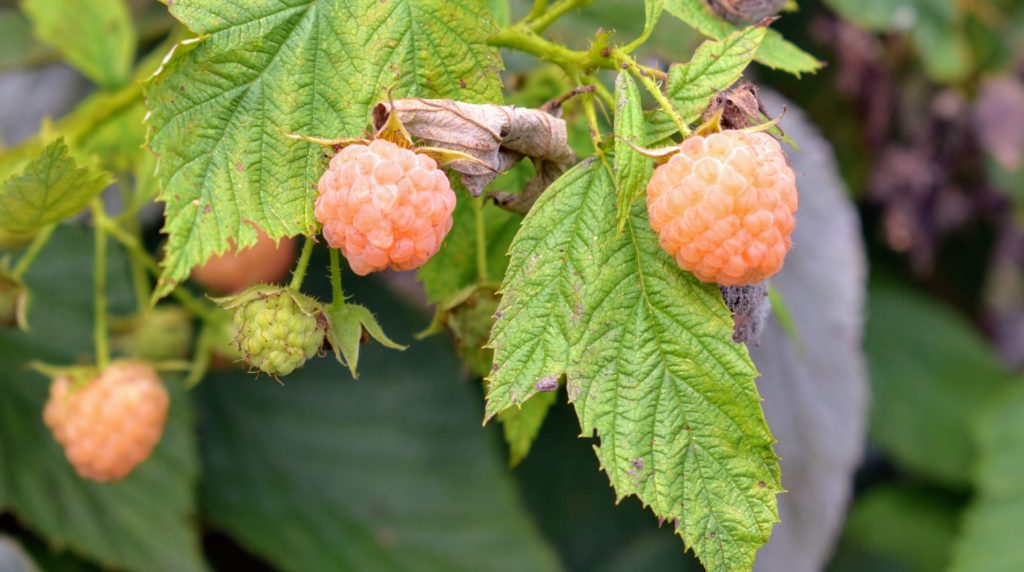 Picking Golden Raspberries The Martha Stewart Blog