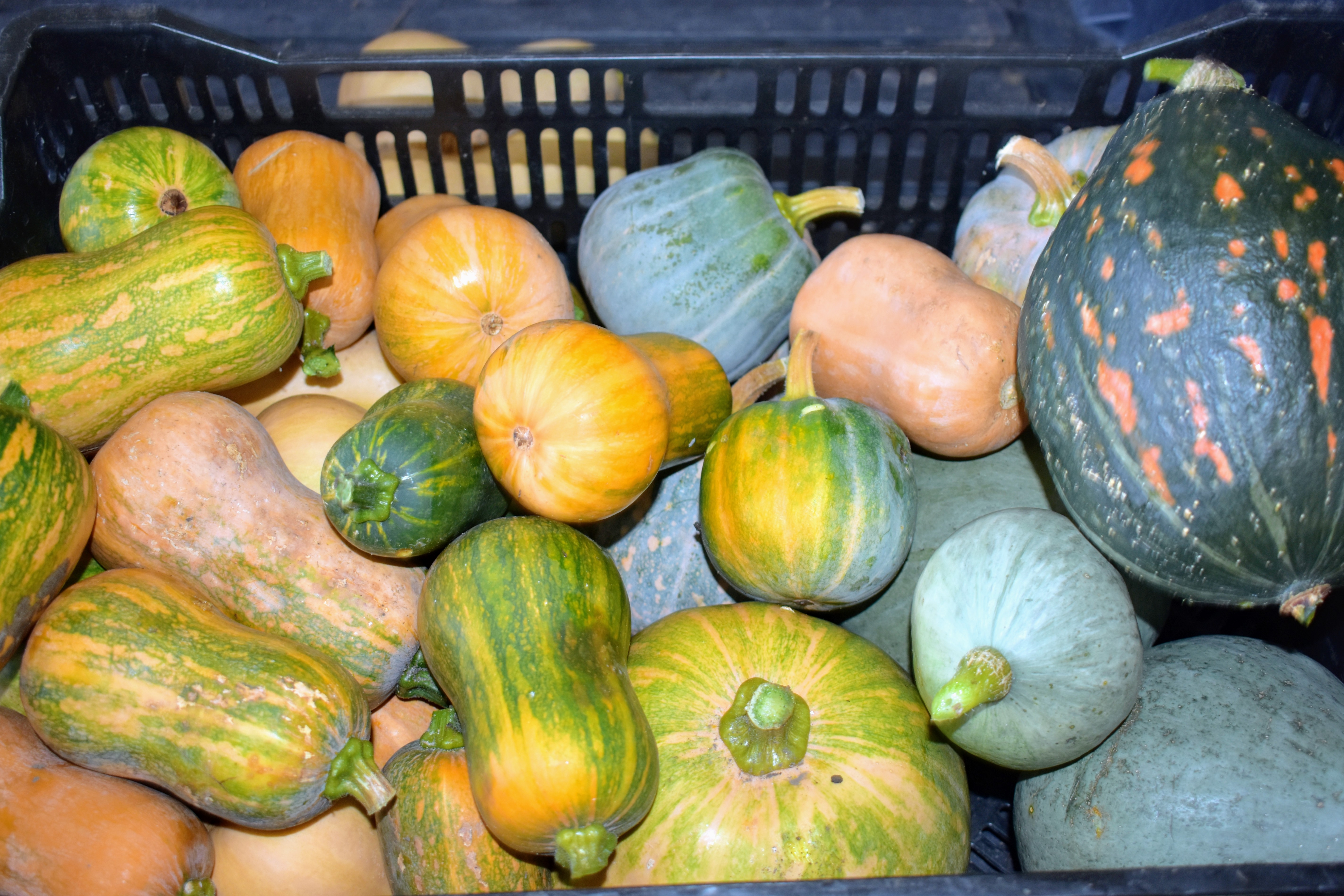 Harvesting the Winter Squash The Martha Stewart Blog